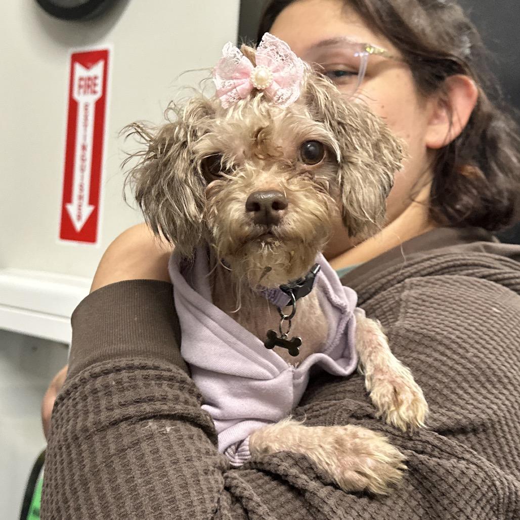 Enlarge Lyla, a Adoptable Mixed Breed in Hinsdale, IL image 2/4