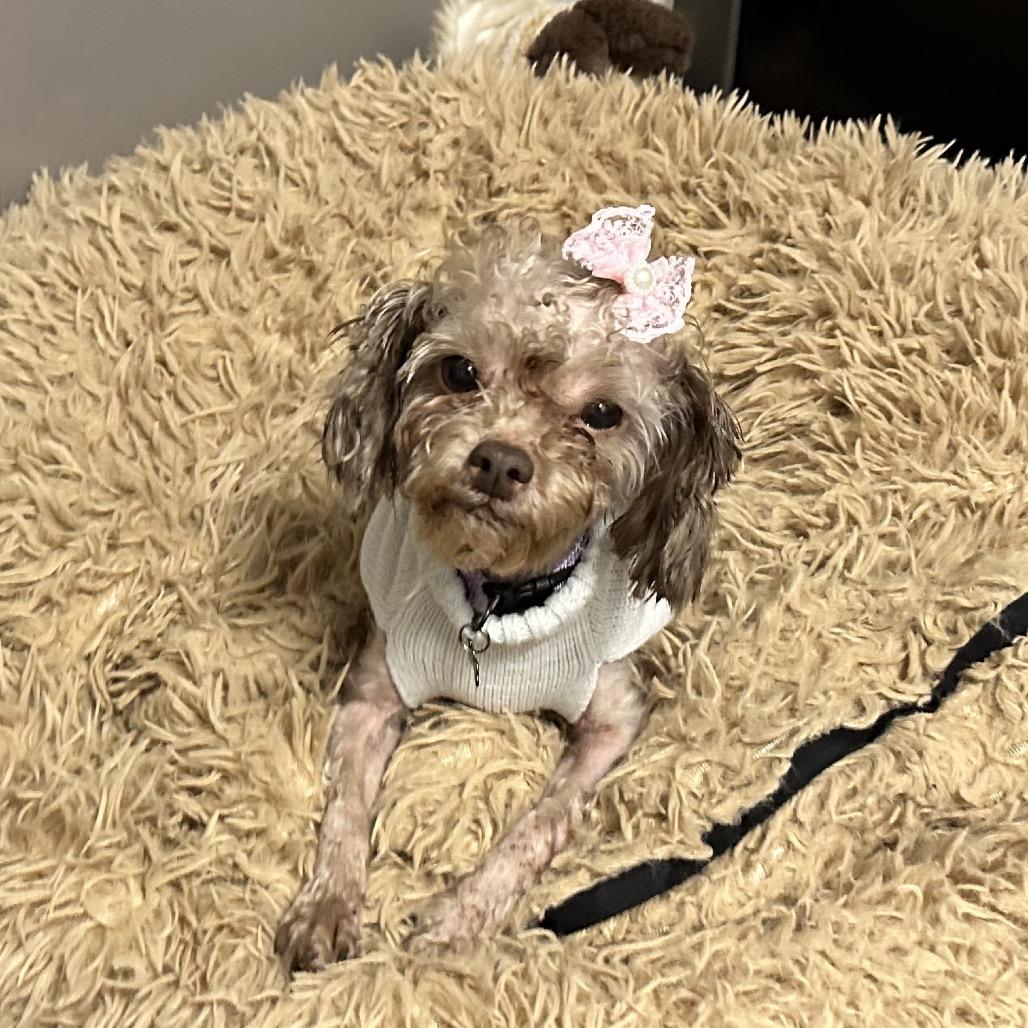 Enlarge Lyla, a Adoptable Mixed Breed in Hinsdale, IL image 3/4