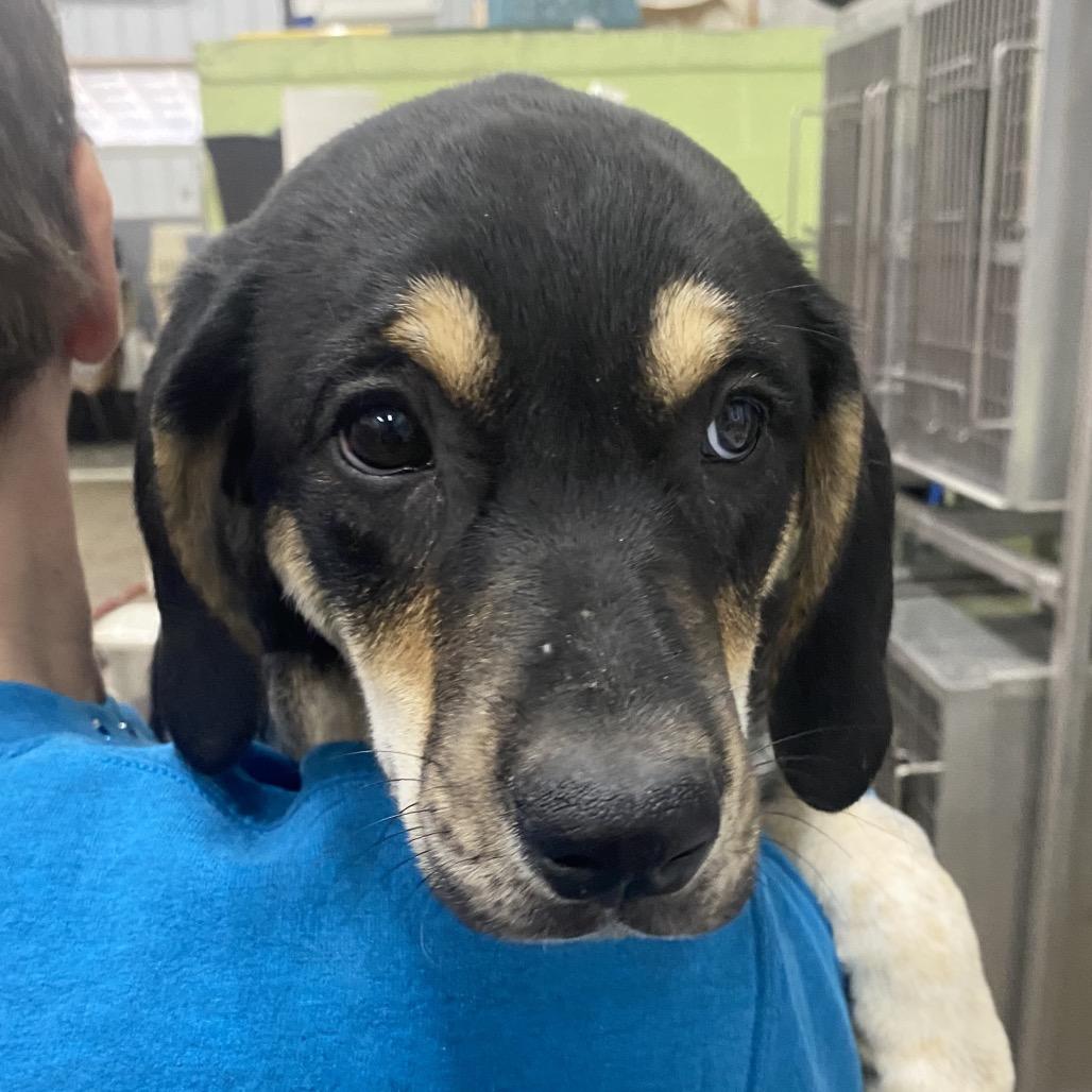 Lila, Adoptable, Puppy Female Mixed Breed.