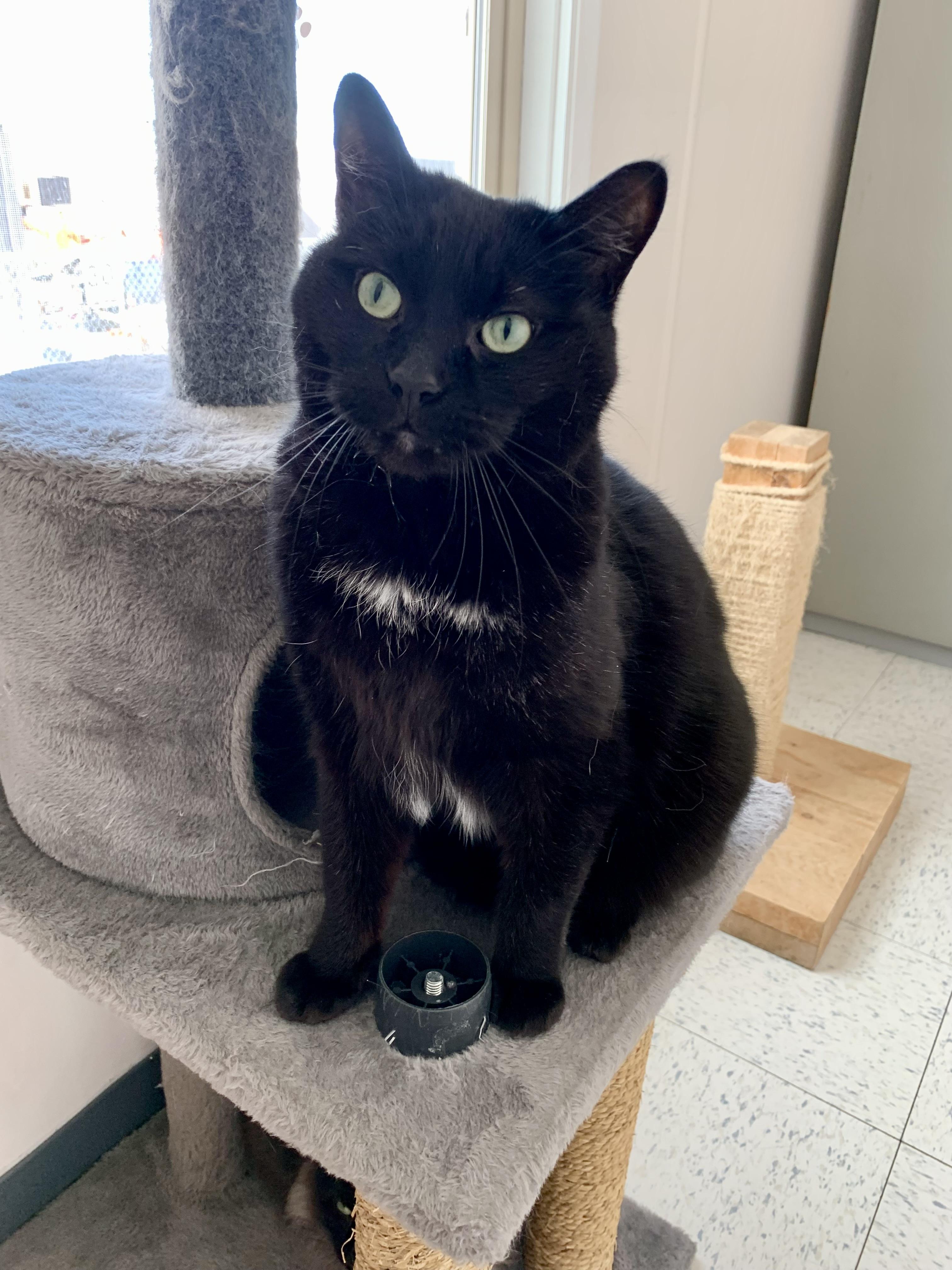 Enlarge Oliver, a ADOPTABLE mixed breed in Bonnyville, AB image 1/2