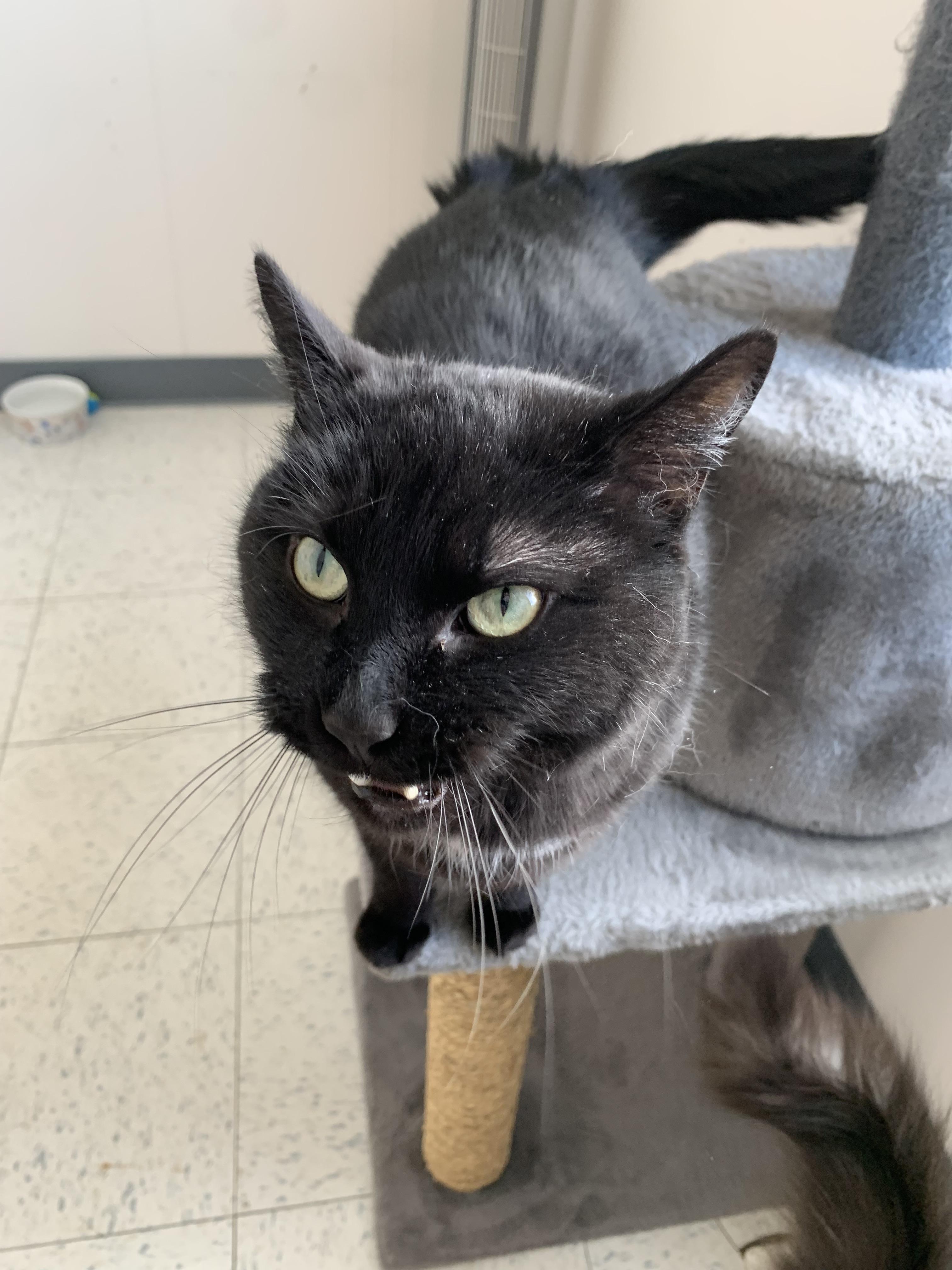 Enlarge Oliver, a ADOPTABLE mixed breed in Bonnyville, AB image 2/2