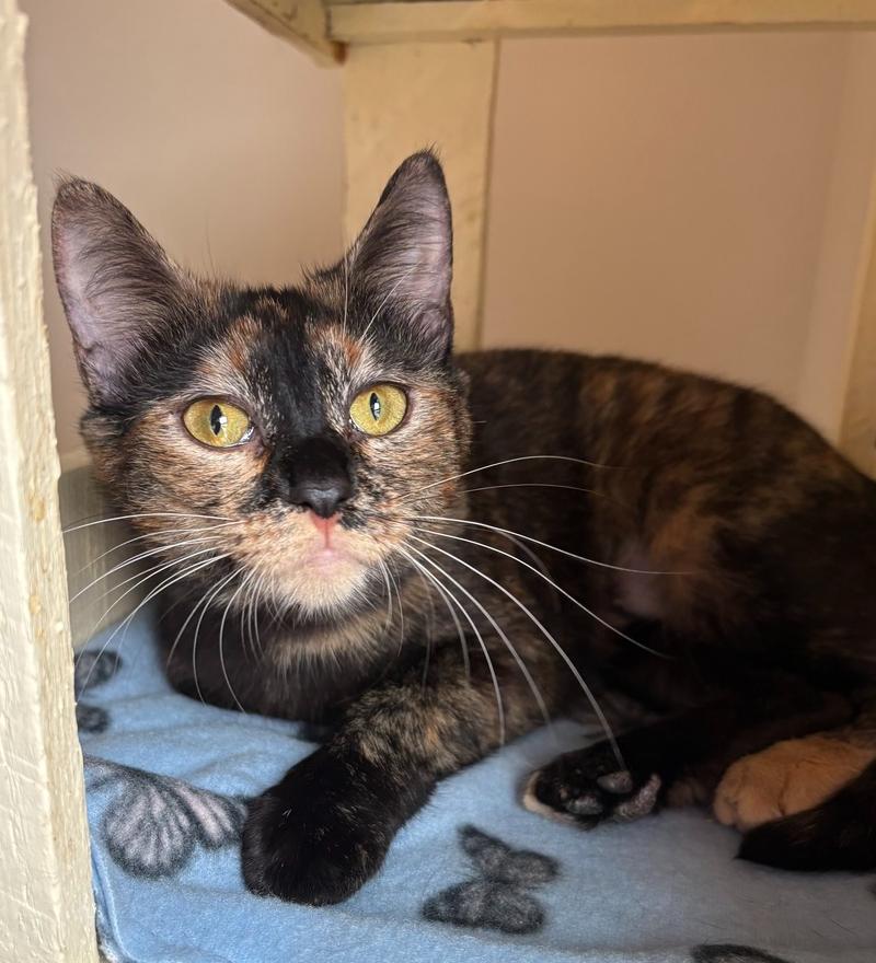 Sorcha ~ Available at PetSmart Warsaw, IN!!, Adoptable, Adult Female Domestic Short Hair.