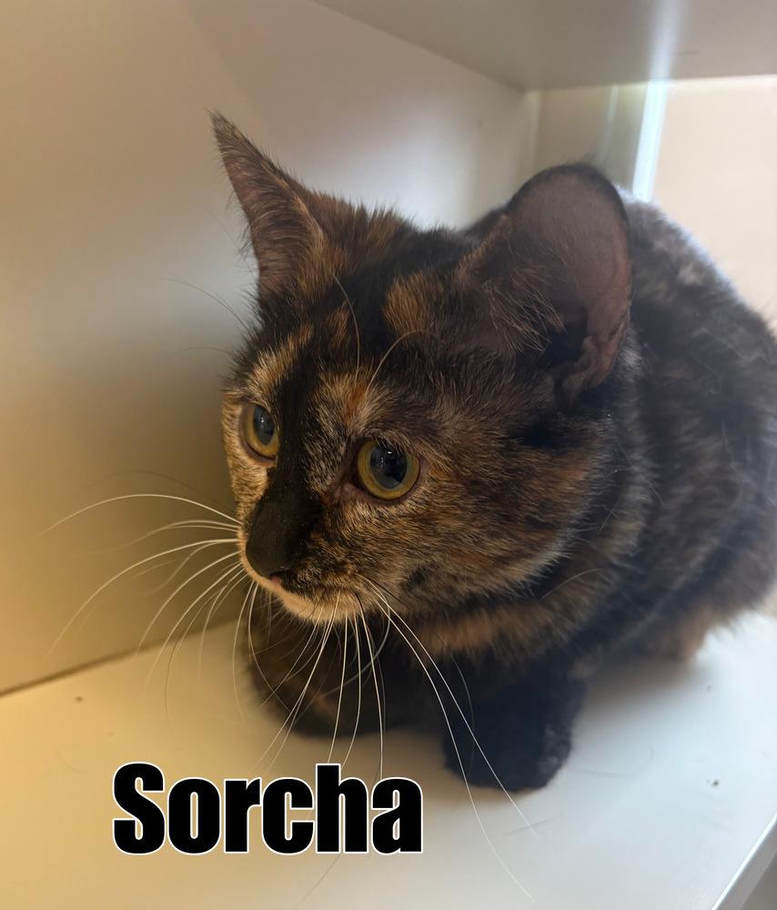 Enlarge Sorcha ~ Available at PetSmart Warsaw, IN!!, a Adoptable Domestic Short Hair in Rochester, IN image 2/2