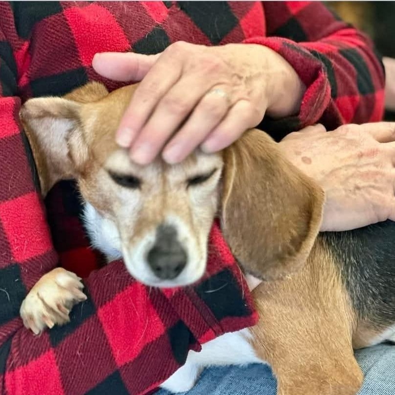 Enlarge Doobles, a Adopted Beagle in Libertyville, IL image 4/6