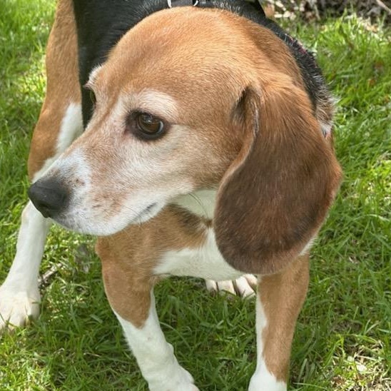 Enlarge Doobles, a Adopted Beagle in Libertyville, IL image 3/6