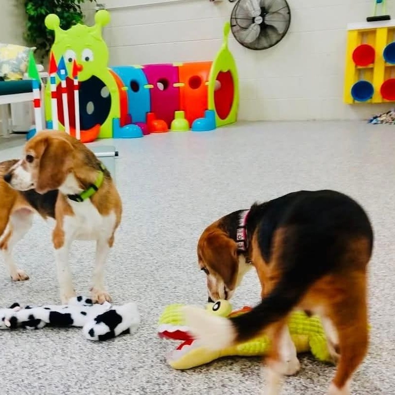 Enlarge Doobles, a Adopted Beagle in Libertyville, IL image 6/6