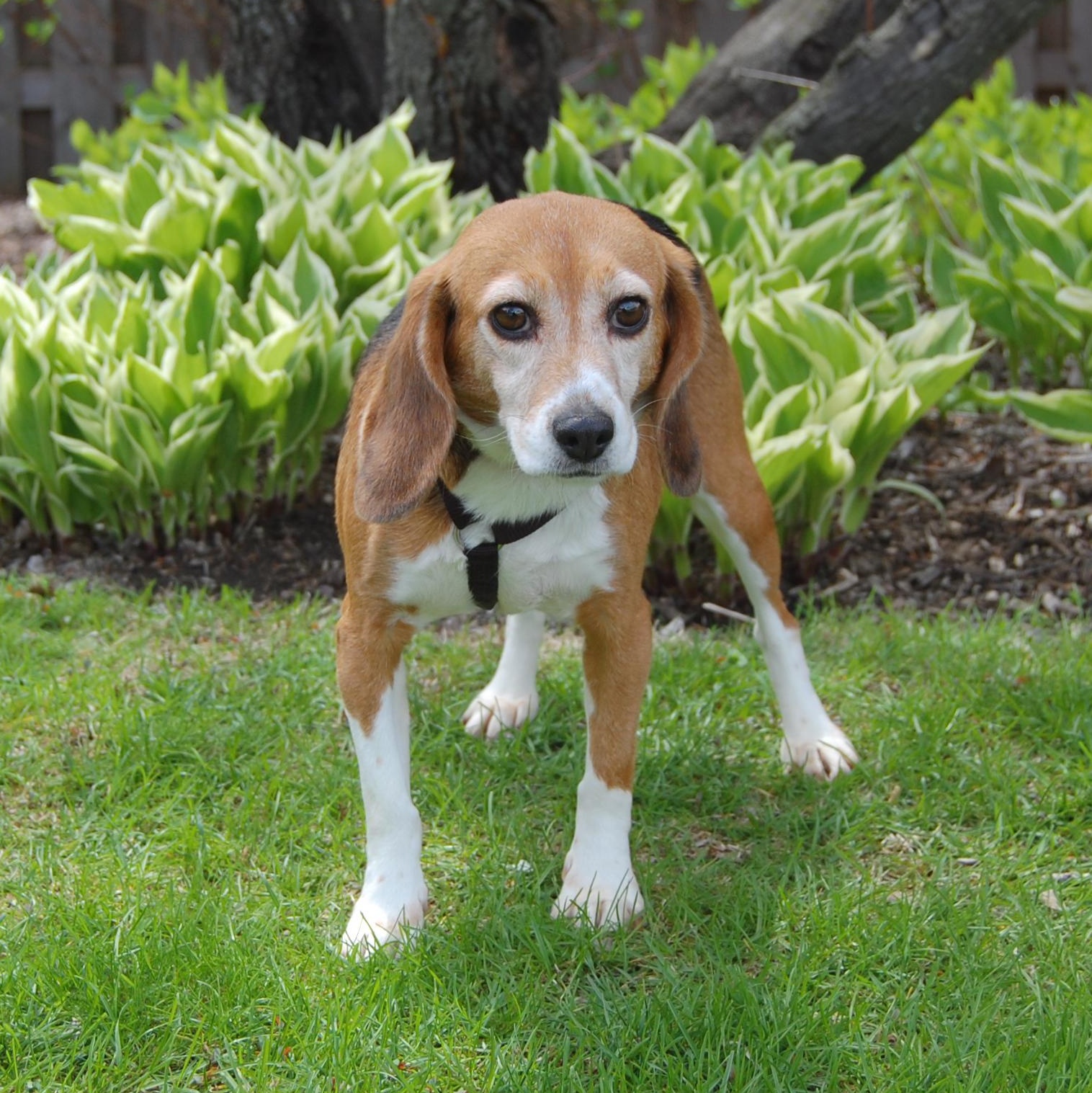 Enlarge Doobles, a Adopted Beagle in Libertyville, IL image 1/6