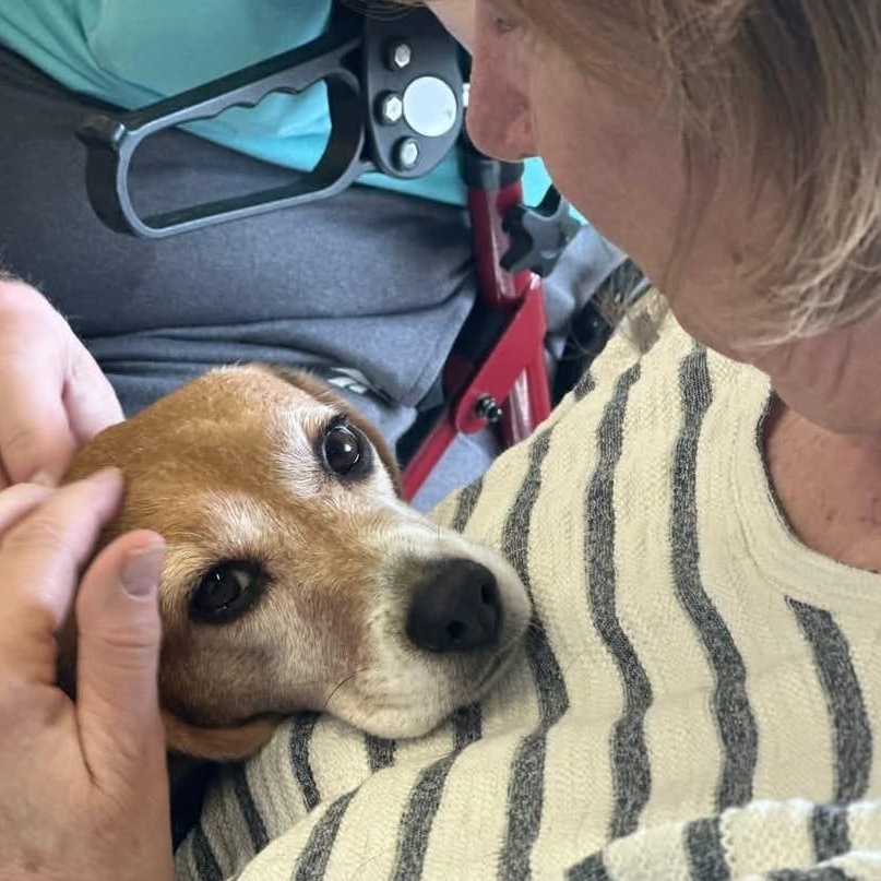 Enlarge Doobles, a Adopted Beagle in Libertyville, IL image 2/6