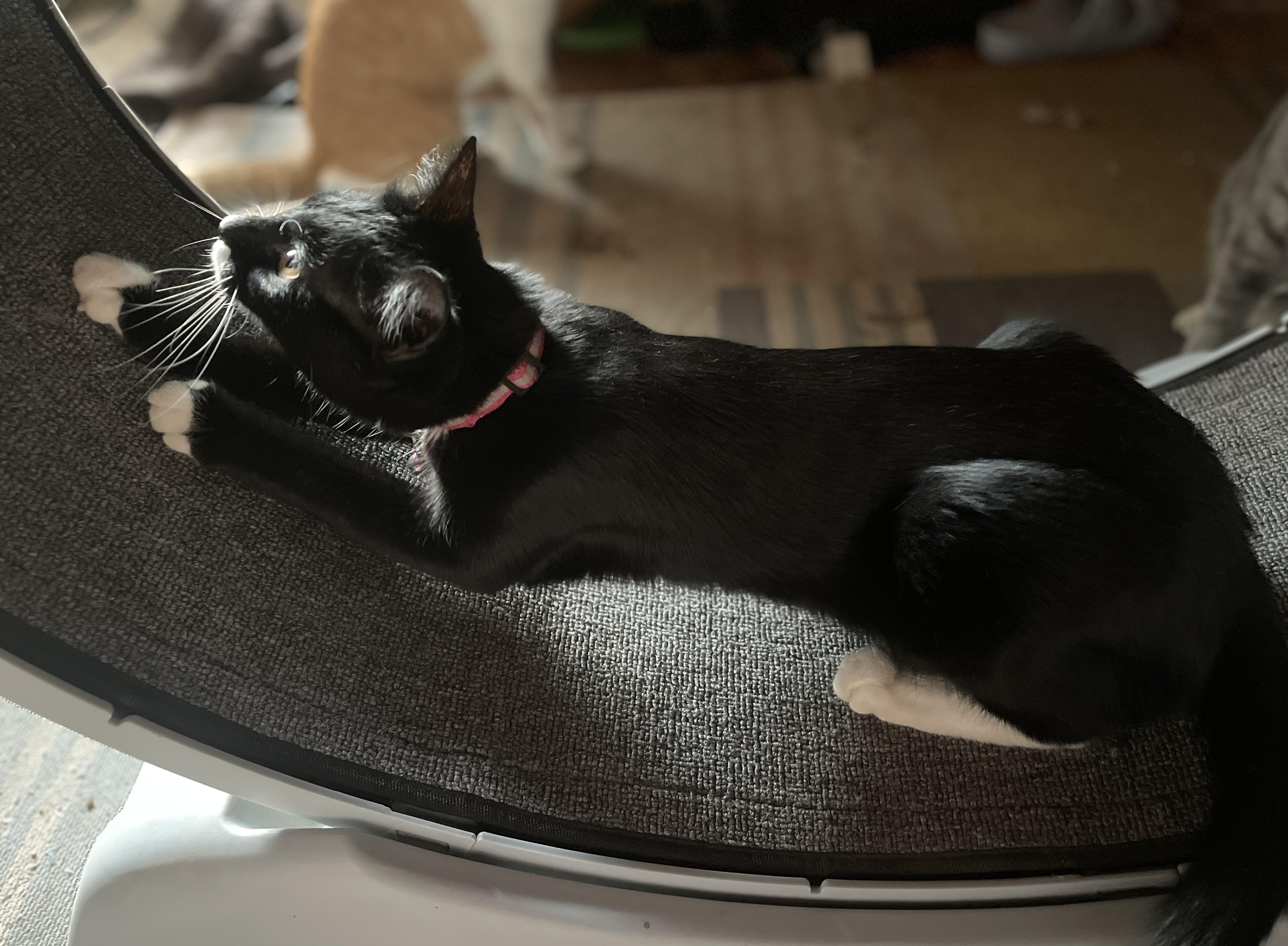 Enlarge Hershey S’mores, a Adoptable American Shorthair in Seattle, WA image 2/6