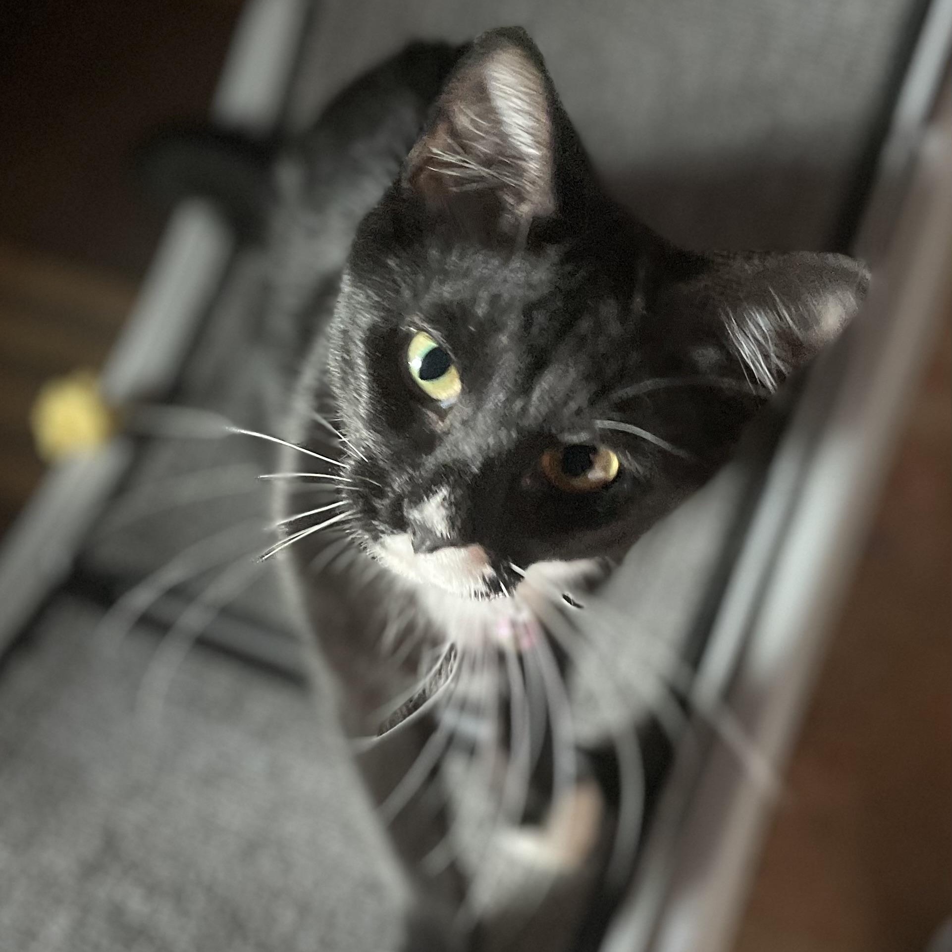 Enlarge Hershey S’mores, a Adoptable American Shorthair in Seattle, WA image 1/6