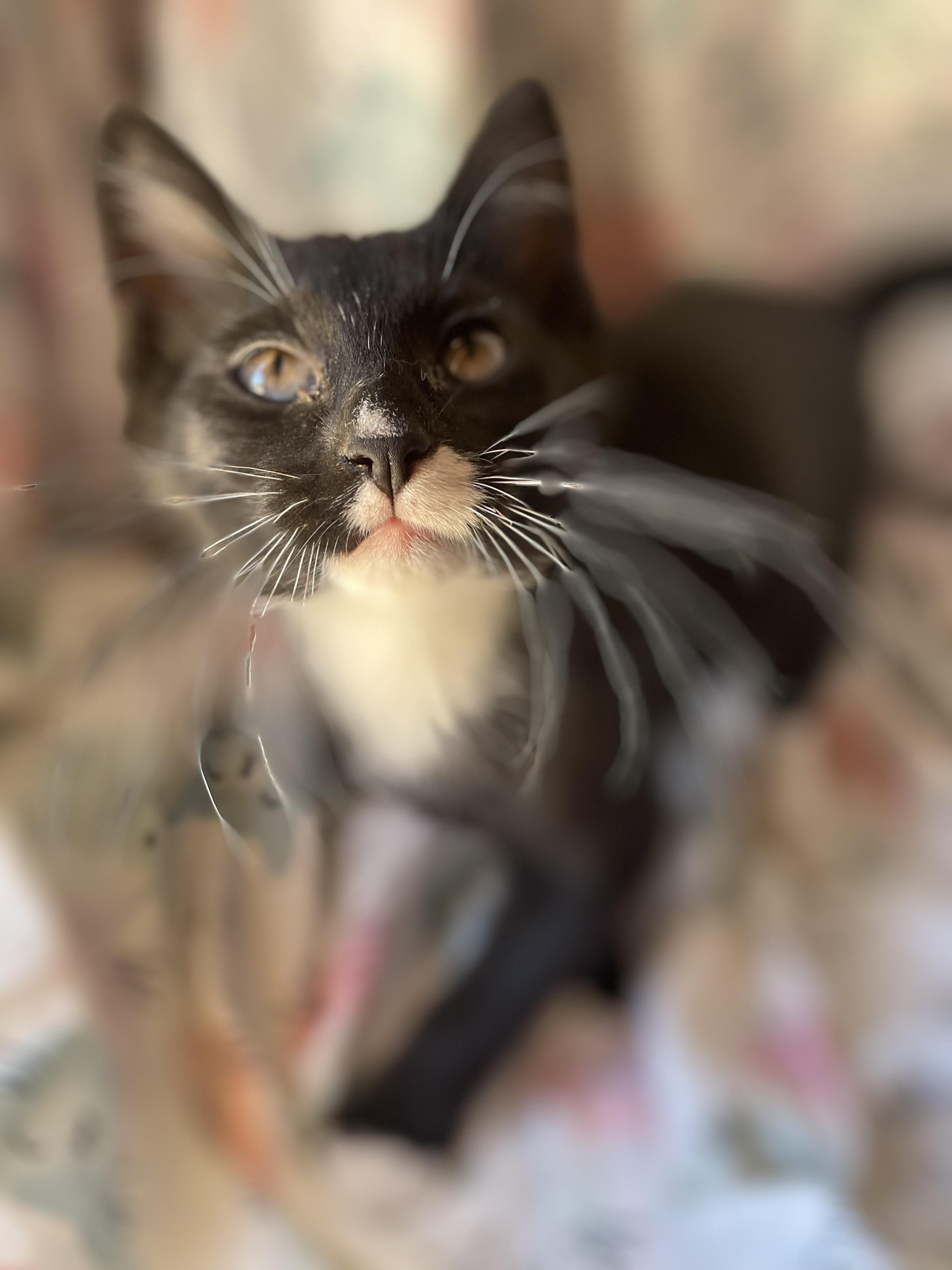 Enlarge Hershey S’mores, a Adoptable American Shorthair in Seattle, WA image 4/6