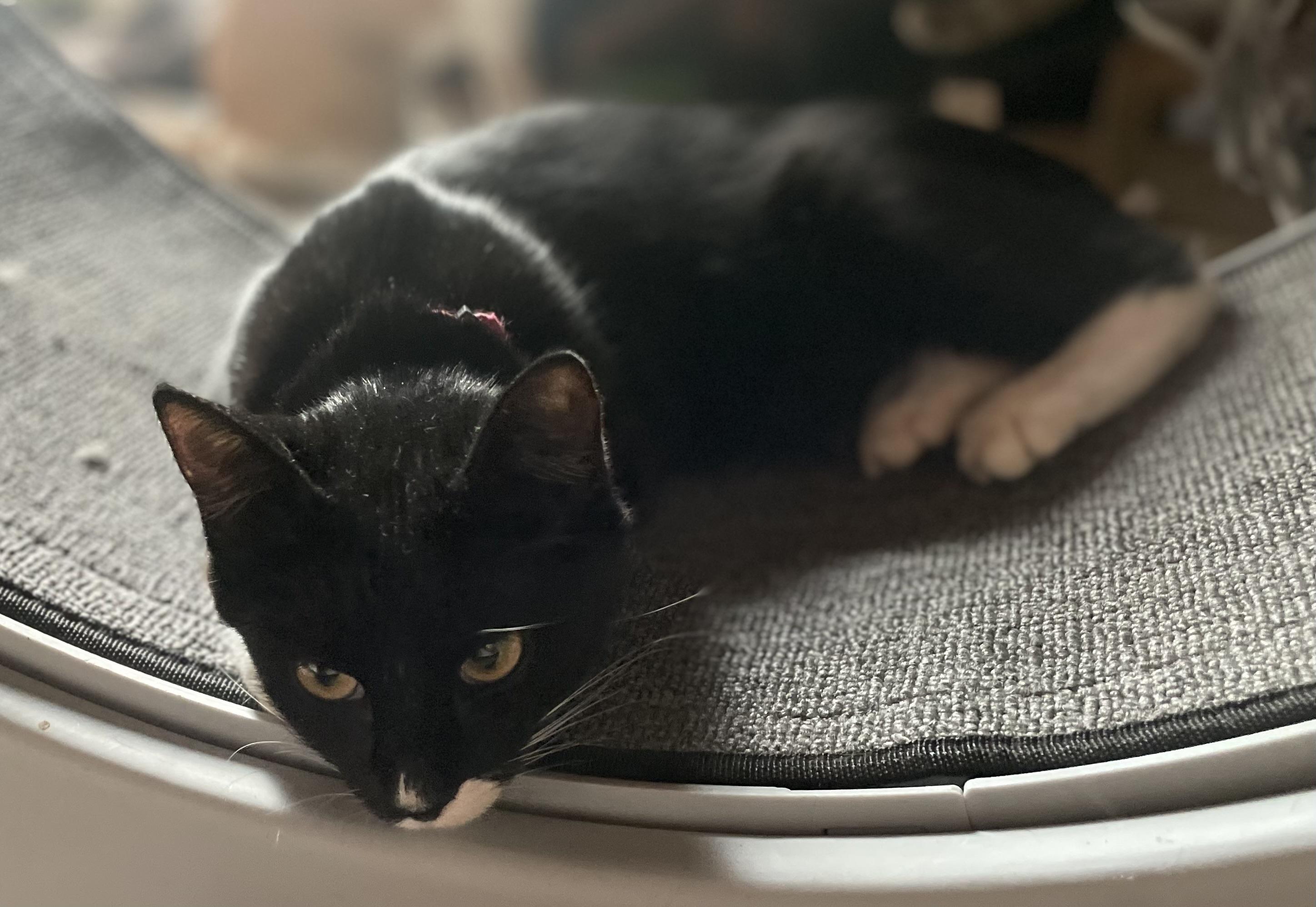 Enlarge Hershey S’mores, a Adoptable American Shorthair in Seattle, WA image 5/6