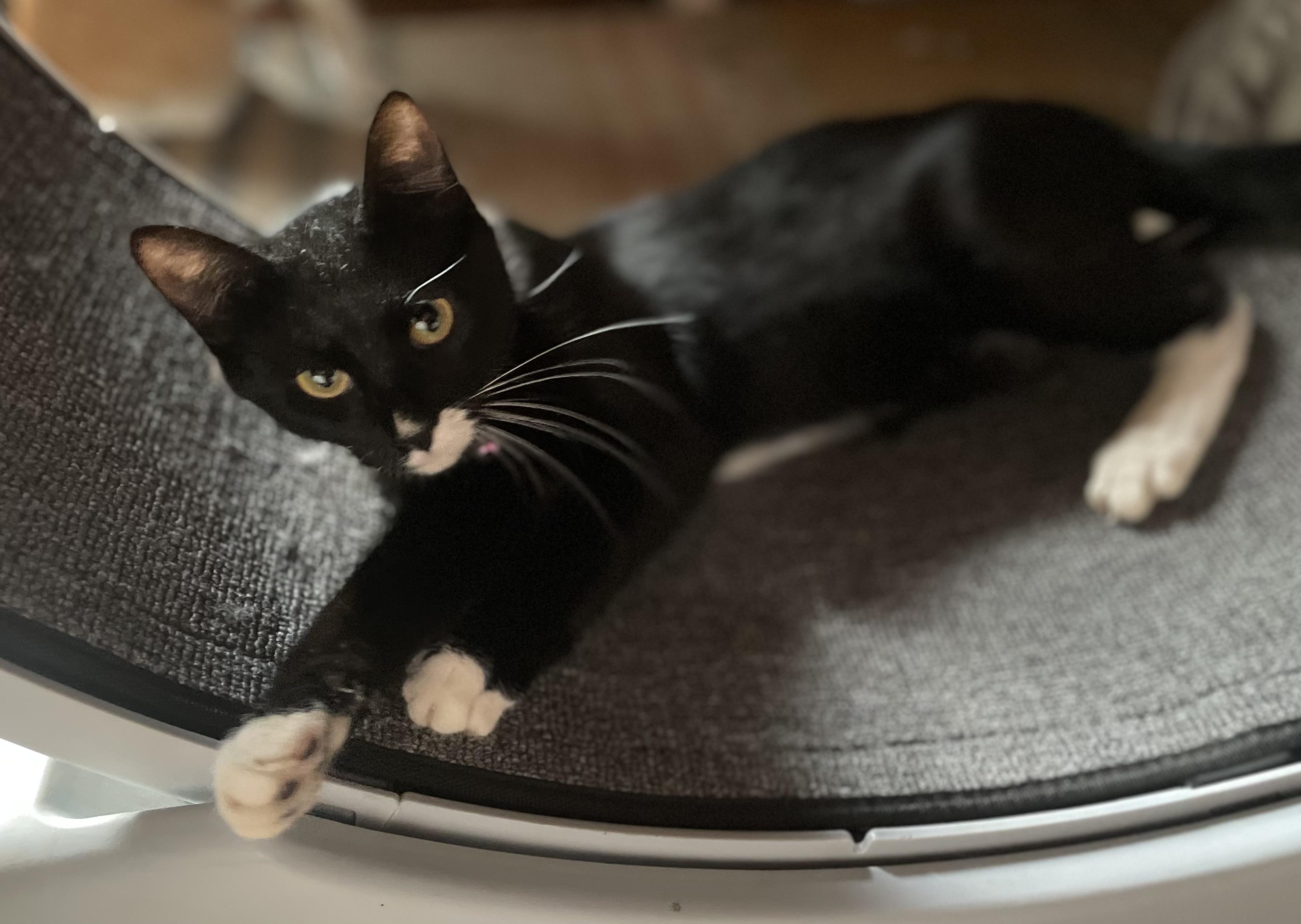 Enlarge Hershey S’mores, a Adoptable American Shorthair in Seattle, WA image 6/6