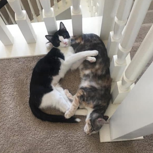 Spot, an adoptable Domestic Short Hair in Murrieta, CA image 2/5