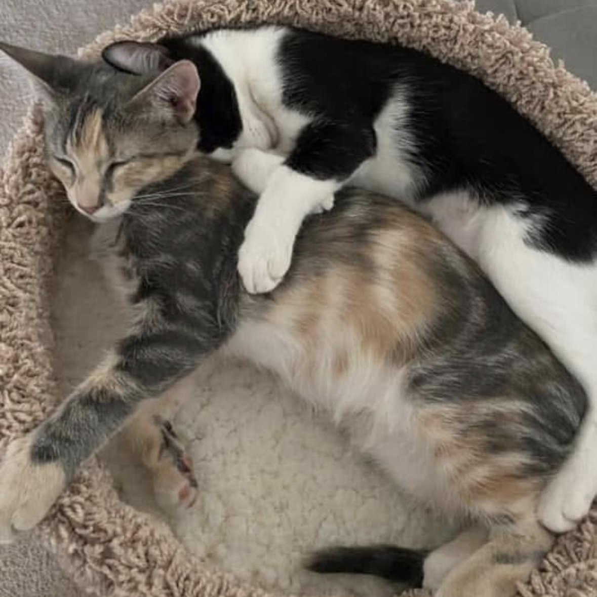 Spot, an adoptable Domestic Short Hair in Murrieta, CA image 3/5