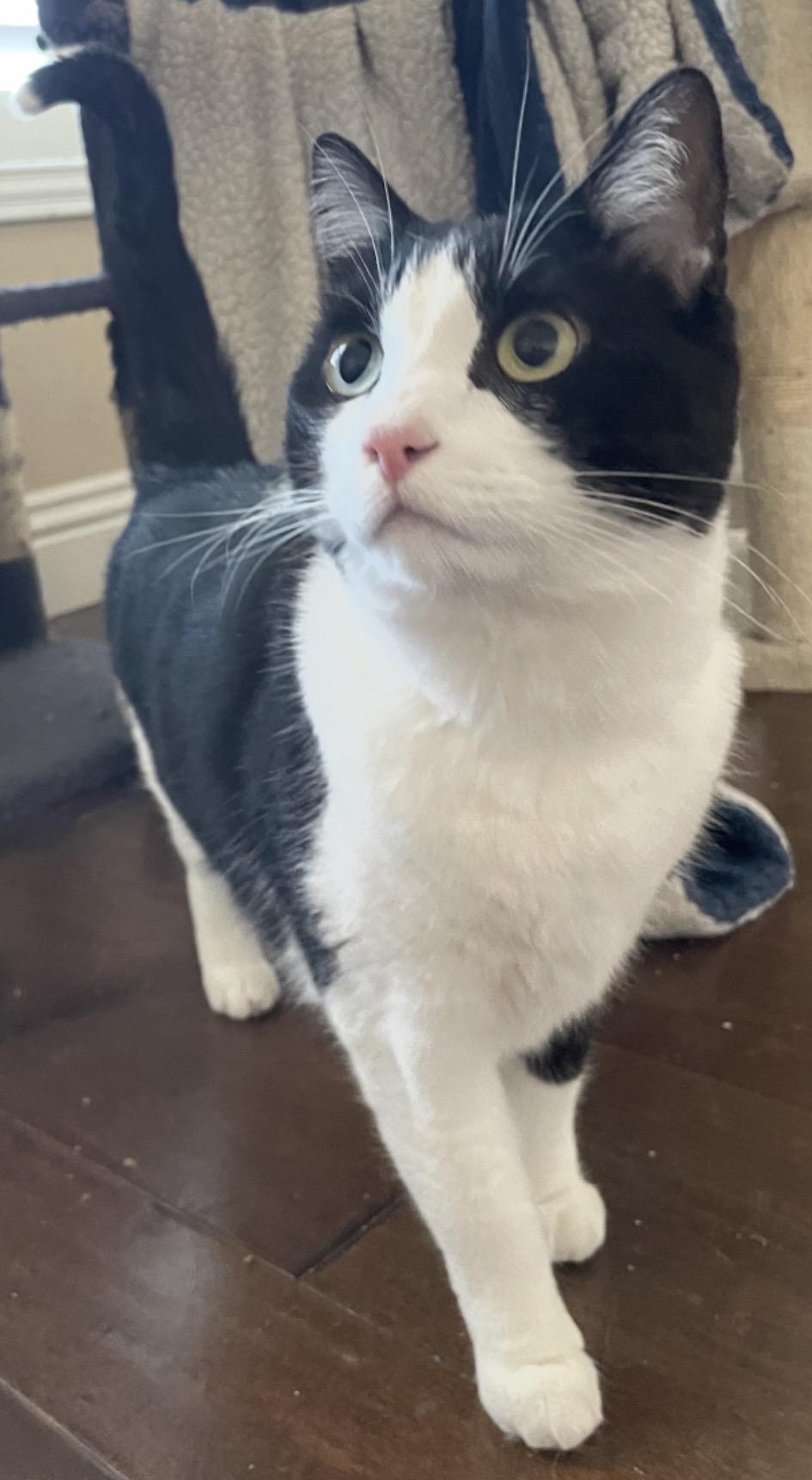 Spot, adoptable, Adult Female Domestic Short Hair.