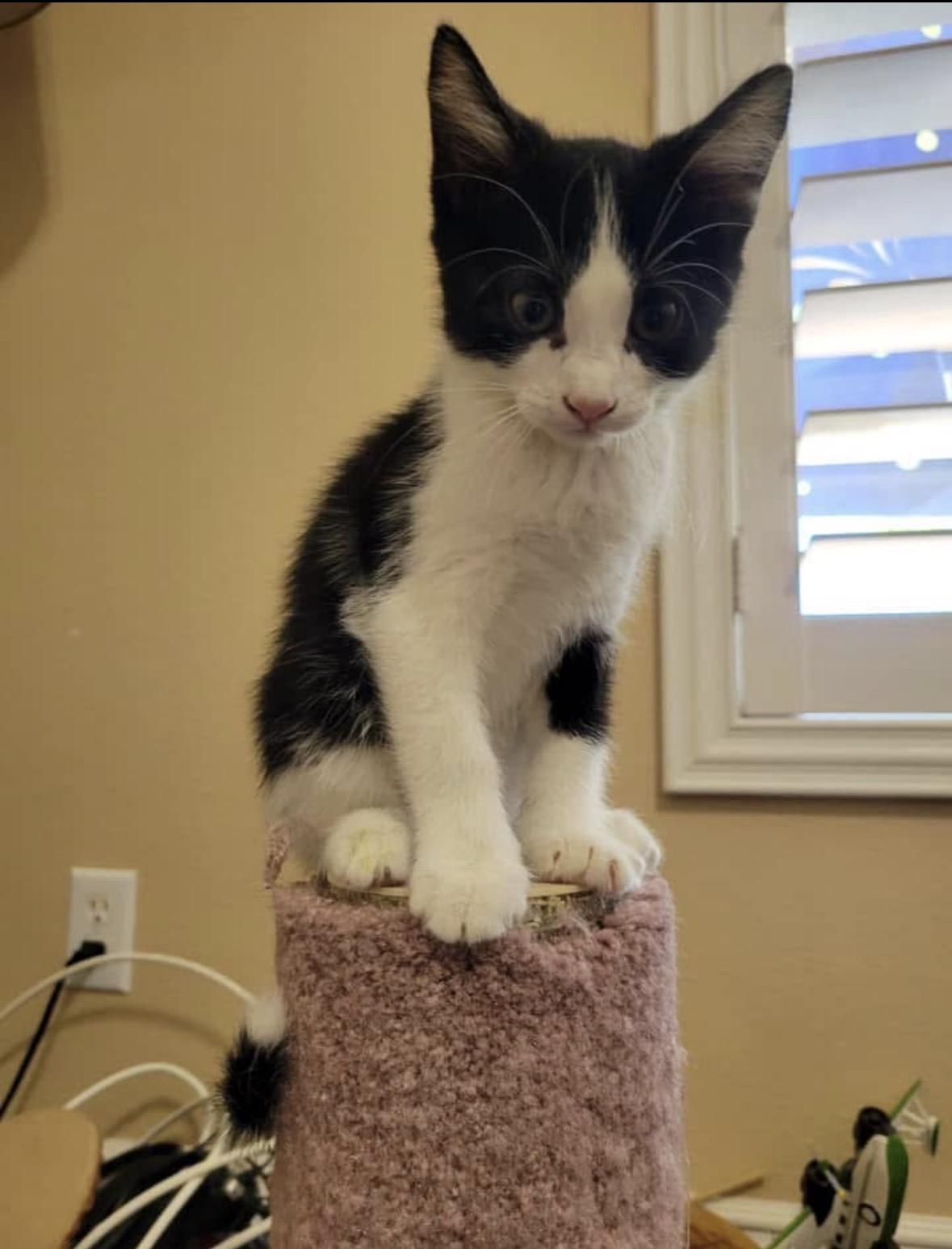 Spot, an adoptable Domestic Short Hair in Murrieta, CA image 5/5