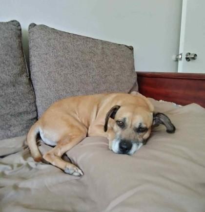 Francesca, a Adoptable Mixed Breed in Athens, GA image 2/6