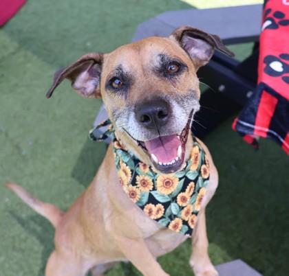 Francesca, a Adoptable Mixed Breed in Athens, GA image 1/6