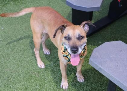 Francesca, a Adoptable Mixed Breed in Athens, GA image 4/6