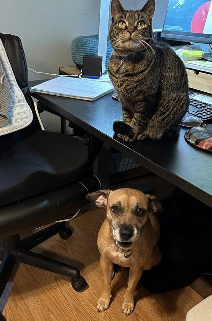 Francesca, a Adoptable Mixed Breed in Athens, GA image 3/6