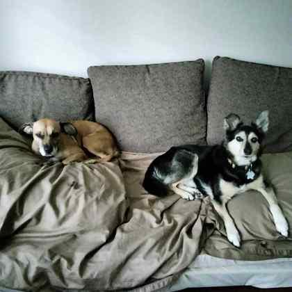 Francesca, a Adoptable Mixed Breed in Athens, GA image 6/6