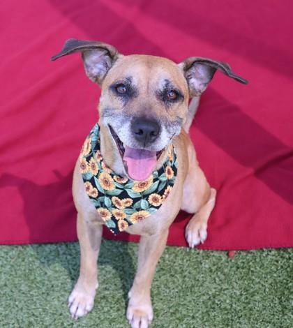 Francesca, a Adoptable Mixed Breed in Athens, GA image 5/6