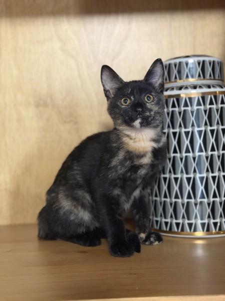 Dahlia, adopted, Kitten Female Domestic Short Hair.