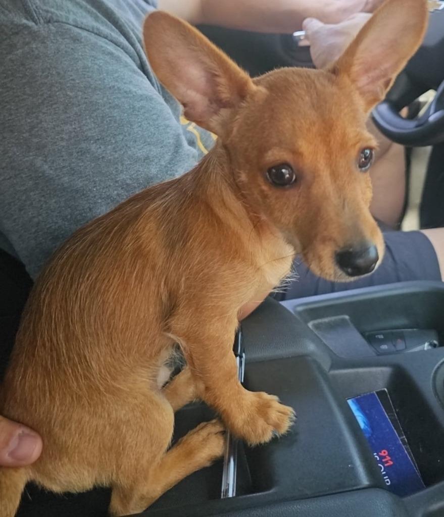 Radar, Adopted, Puppy Male Chihuahua & Dachshund.