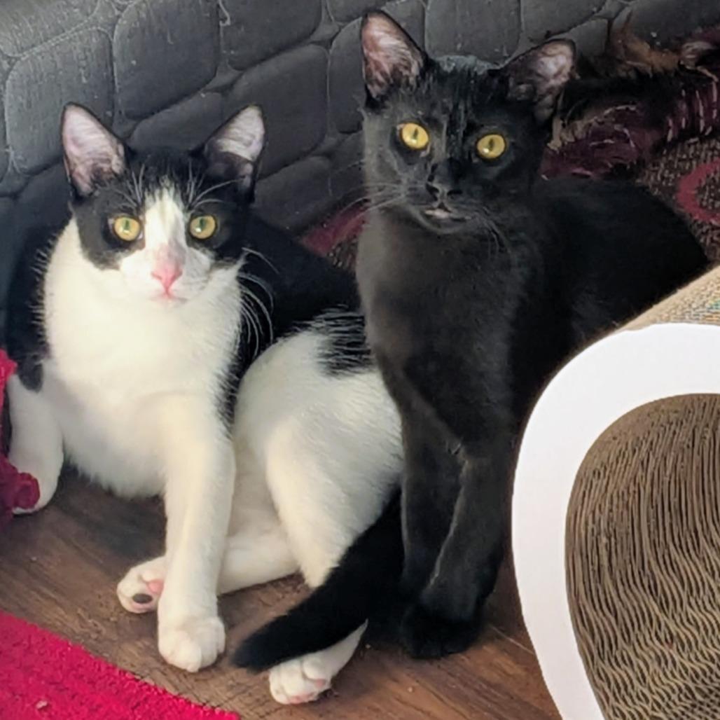 Nile, Adoptable, Young Female Domestic Short Hair.