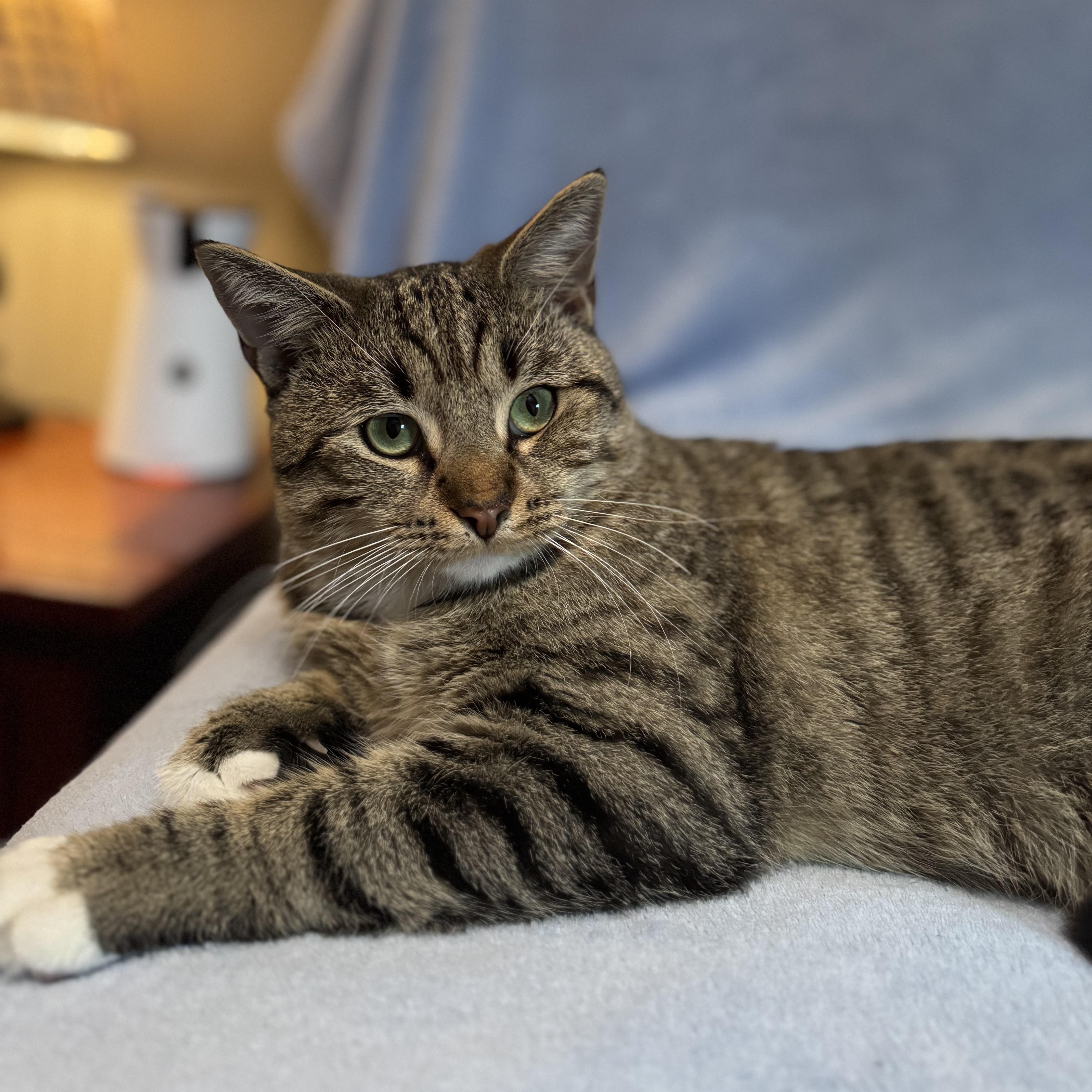 Enlarge Petey, an adoptable Domestic Short Hair in Mount Juliet, TN image 3/4