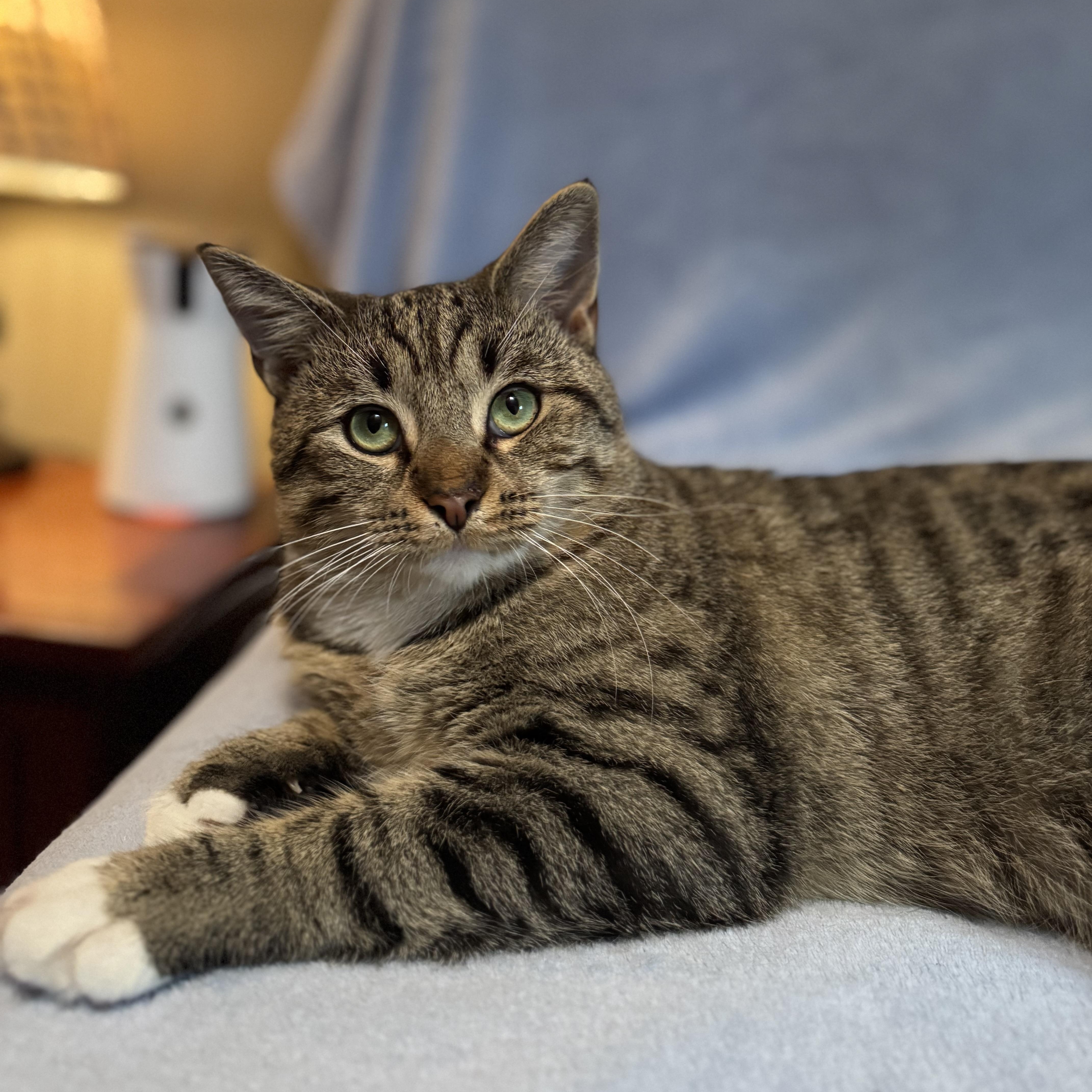 Enlarge Petey, an adoptable Domestic Short Hair in Mount Juliet, TN image 1/4