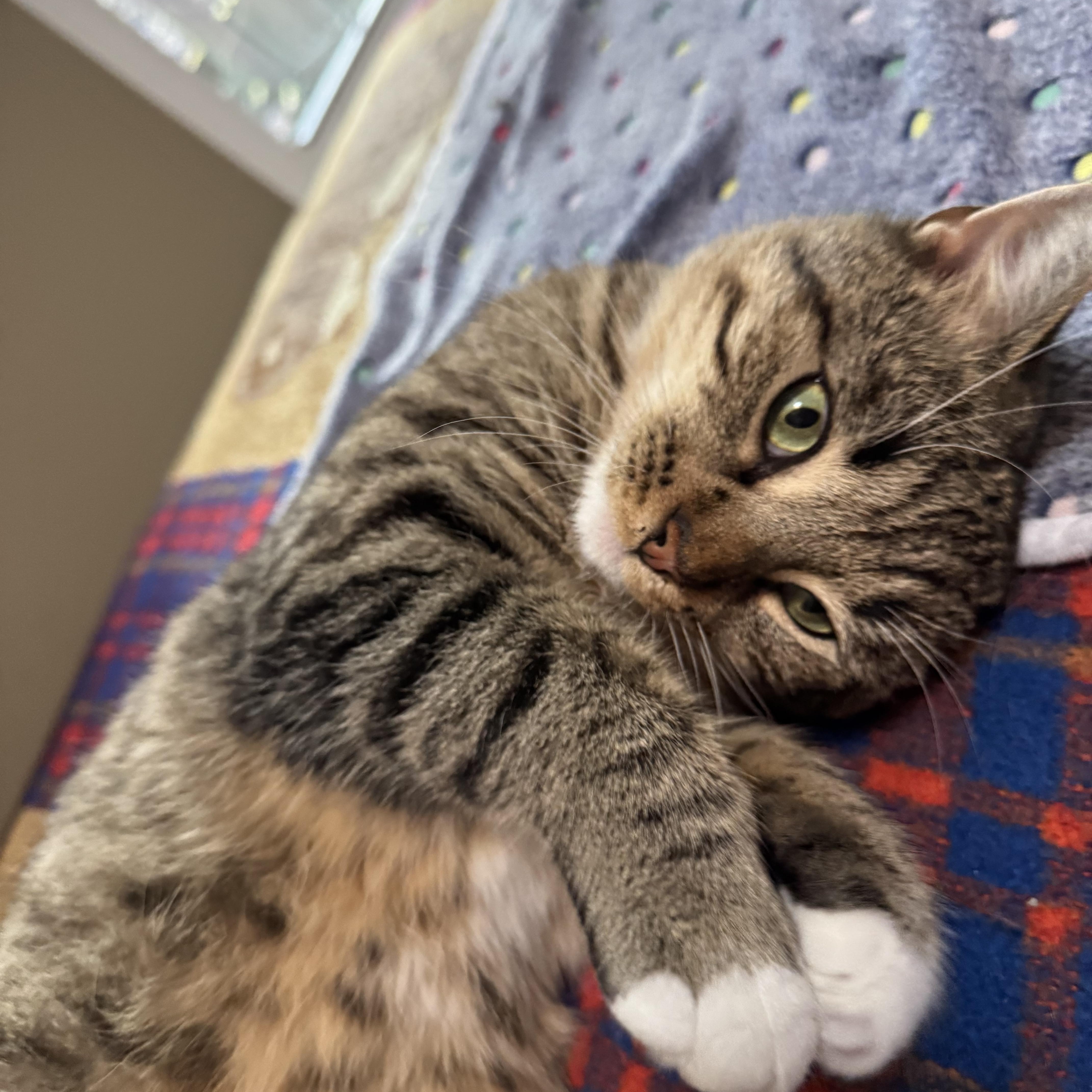 Enlarge Petey, an adoptable Domestic Short Hair in Mount Juliet, TN image 4/4