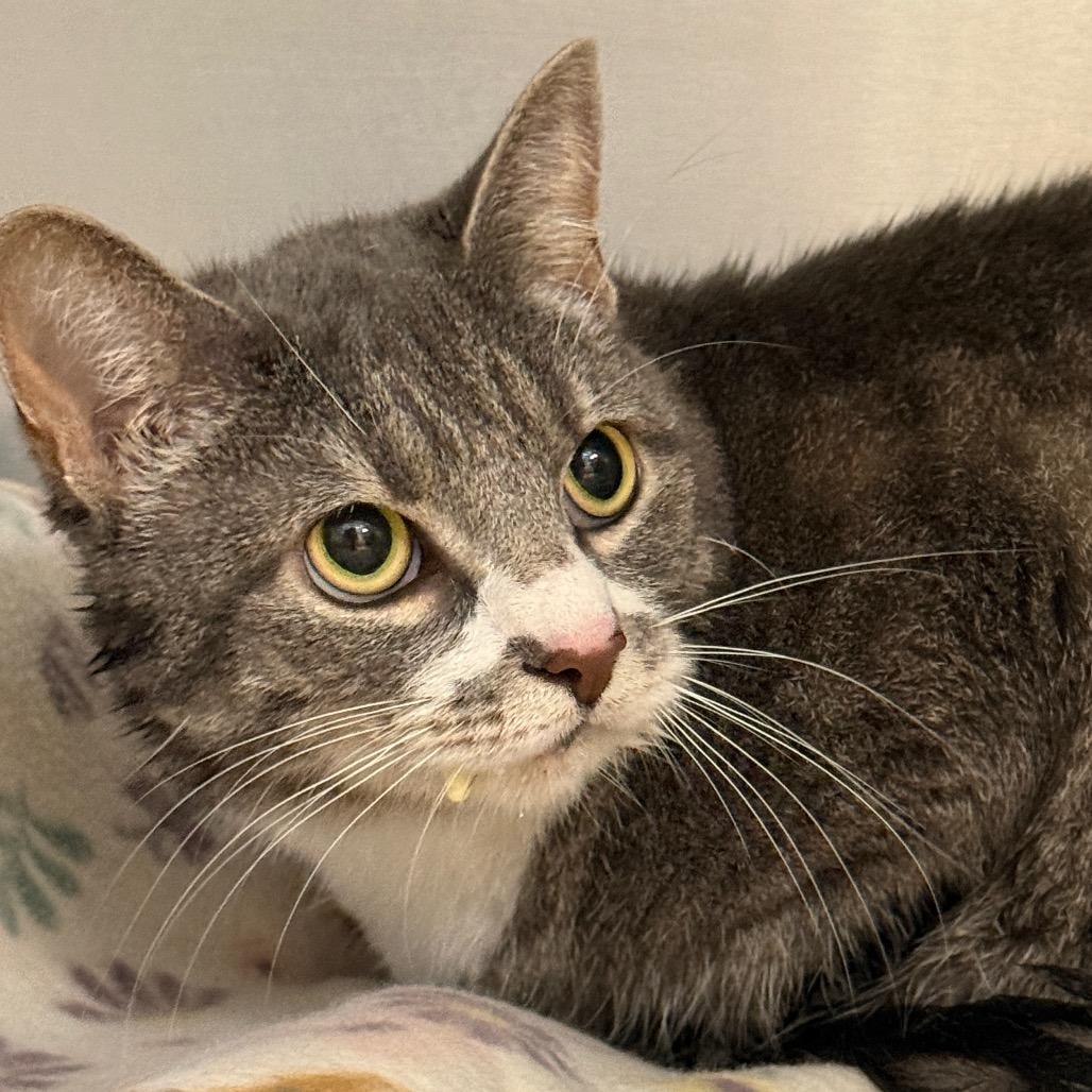 Peanut, a Adoptable Domestic Short Hair in Perkiomenville, PA image 1/2