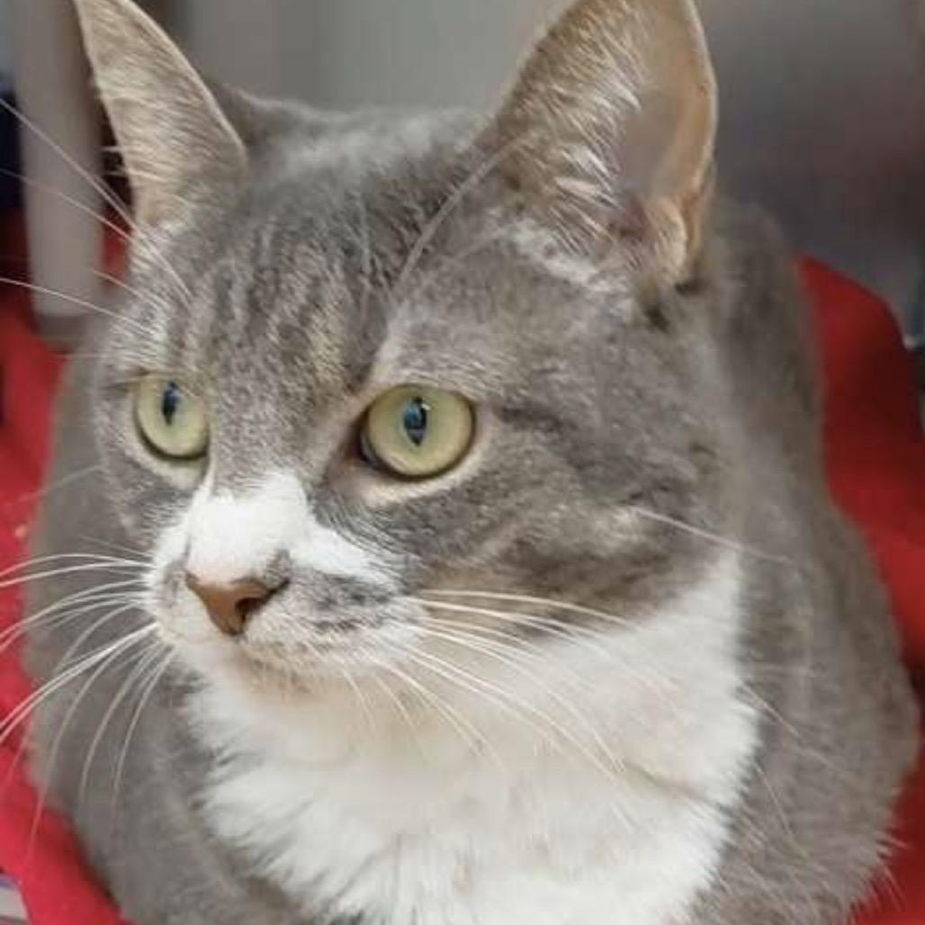 Peanut, a Adoptable Domestic Short Hair in Perkiomenville, PA image 2/2