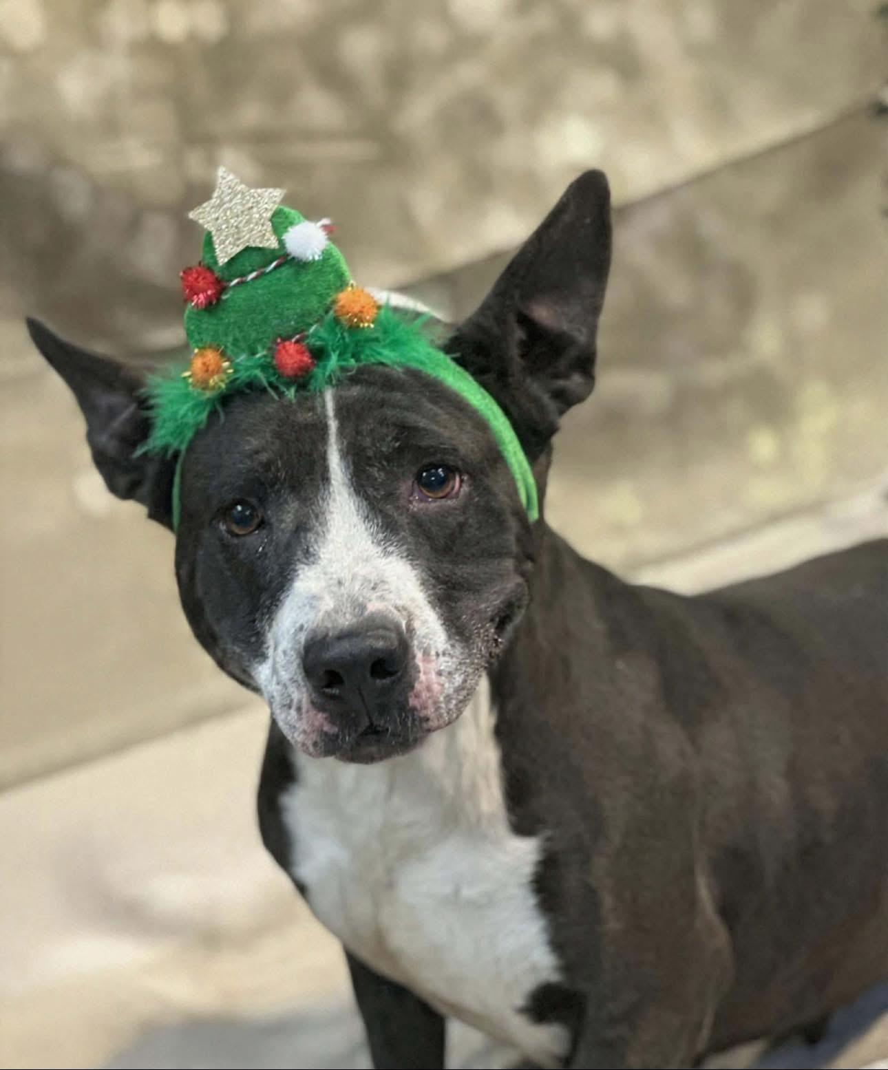 Enlarge Basil, a ADOPTABLE mixed breed in Elizabethtown, NC image 1/1