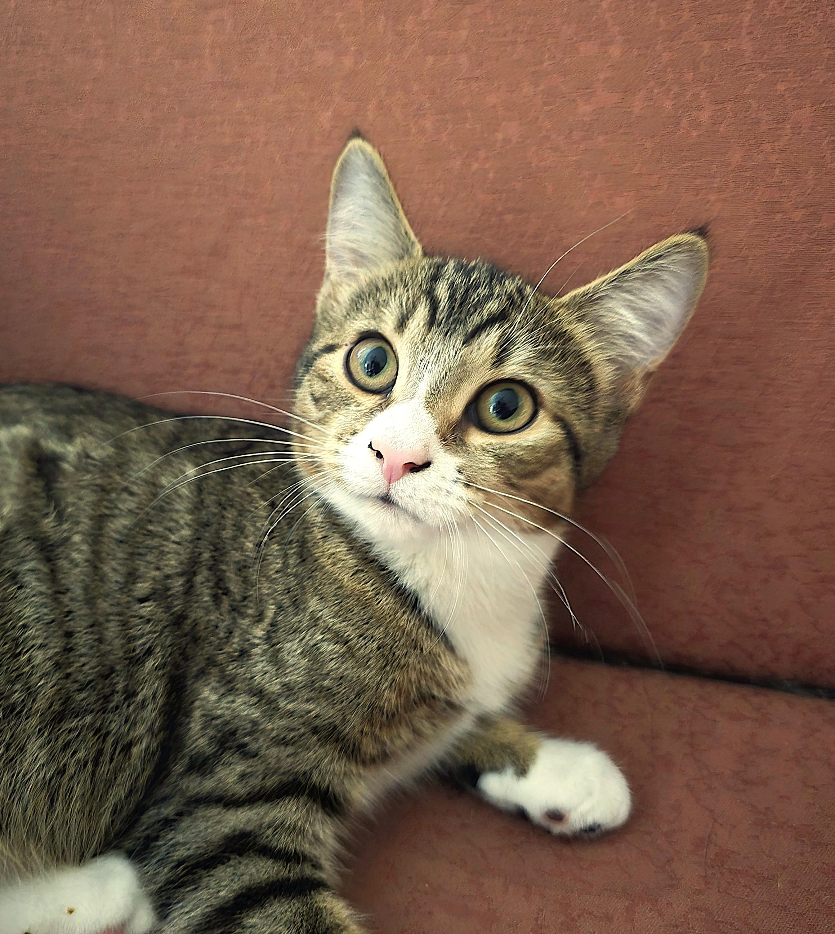 Enlarge Alice, a Adoptable Domestic Short Hair in Wilmington, NC image 1/2