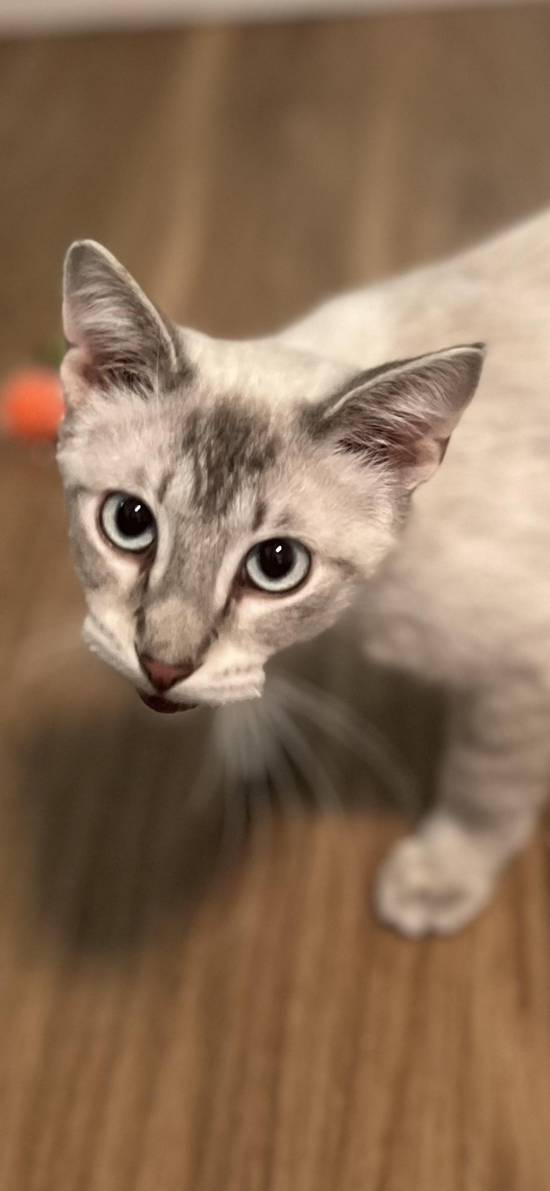 Enlarge Milo, a ADOPTABLE Domestic Short Hair in Holland, MI image 3/3