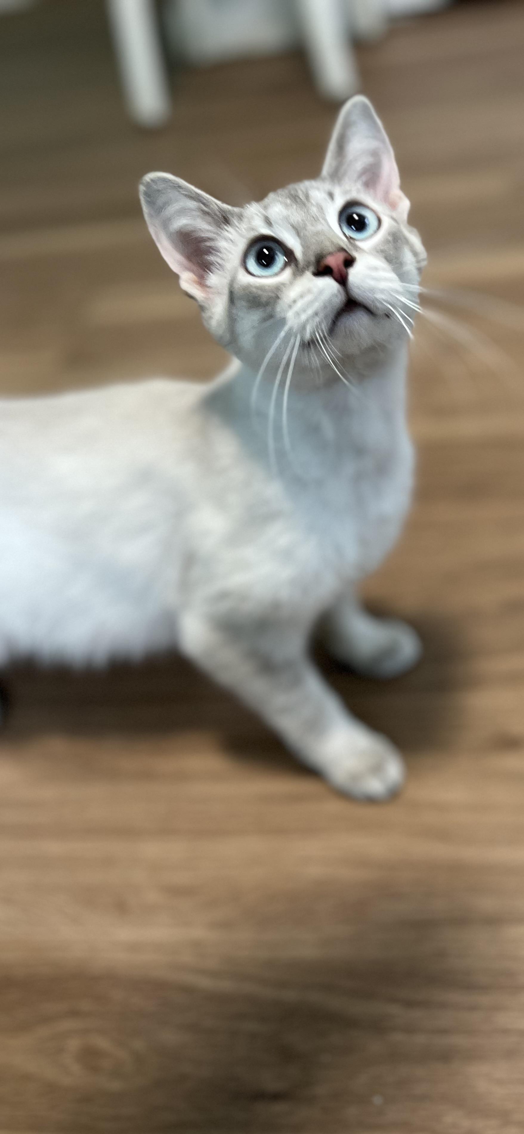 Enlarge Milo, a ADOPTABLE Domestic Short Hair in Holland, MI image 2/3