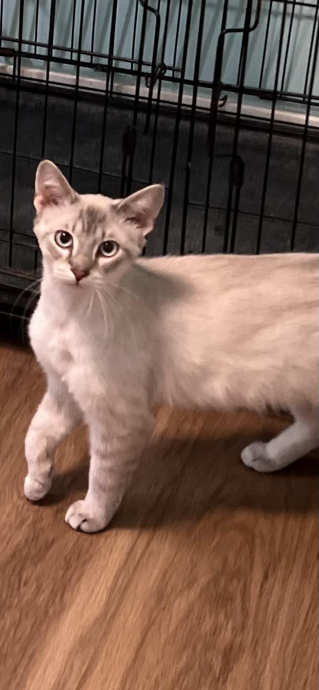 Enlarge Milo, a ADOPTABLE Domestic Short Hair in Holland, MI image 1/3