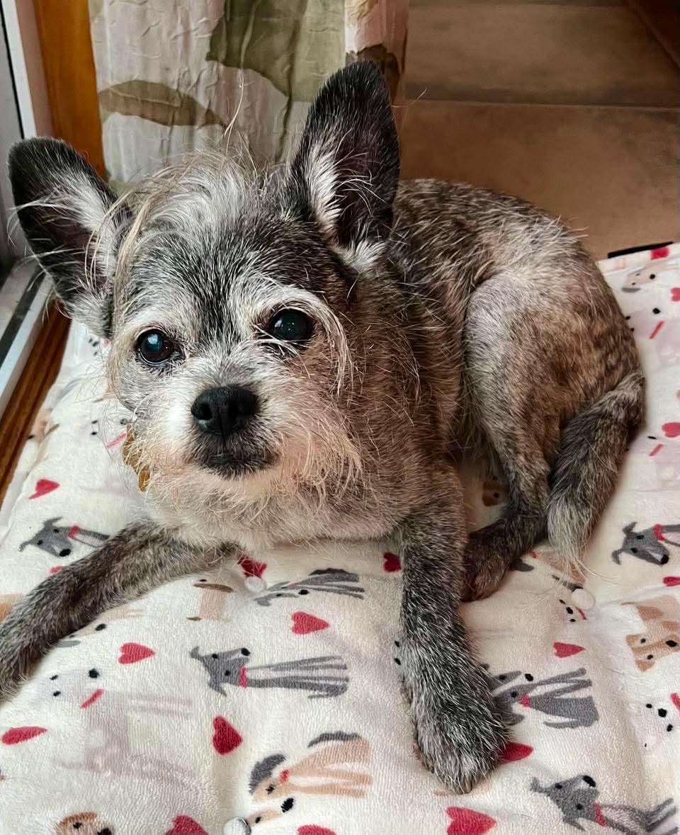 Archie, an adopted Terrier in Whitewater, WI image 3/5