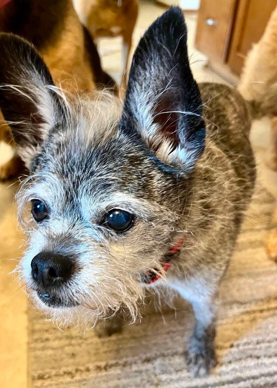 Archie, an adopted Terrier in Whitewater, WI image 5/5