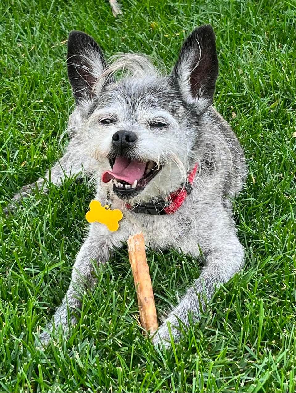 Archie, an adopted Terrier in Whitewater, WI image 4/5