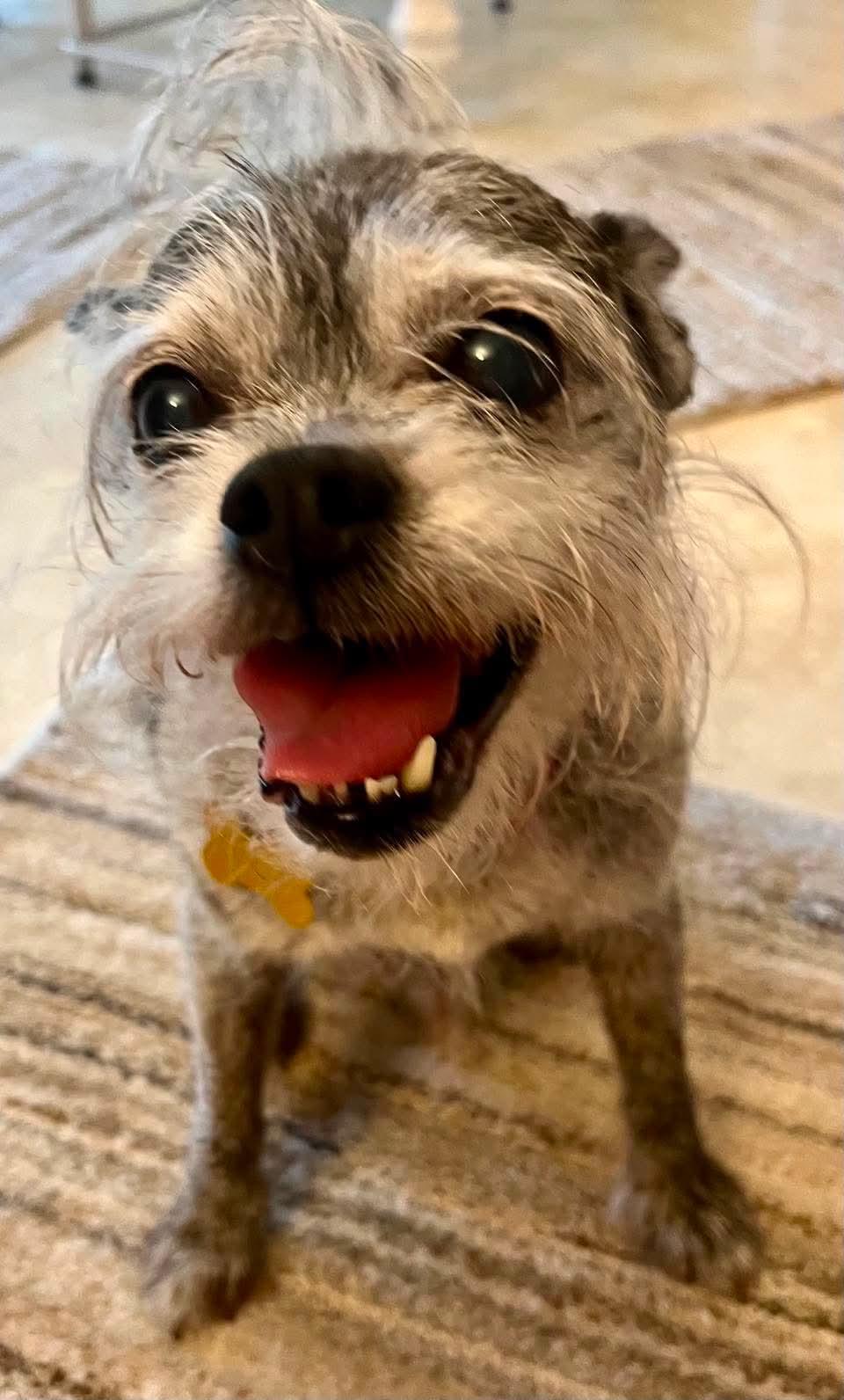 Archie, an adopted Terrier in Whitewater, WI image 2/5