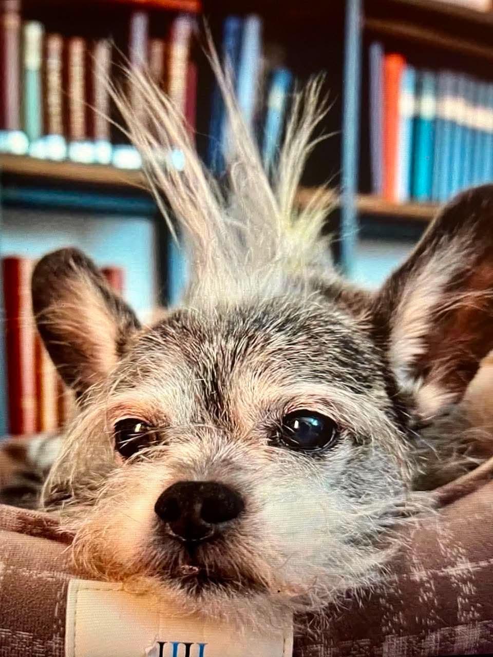 Archie, adopted, Senior Male Terrier.
