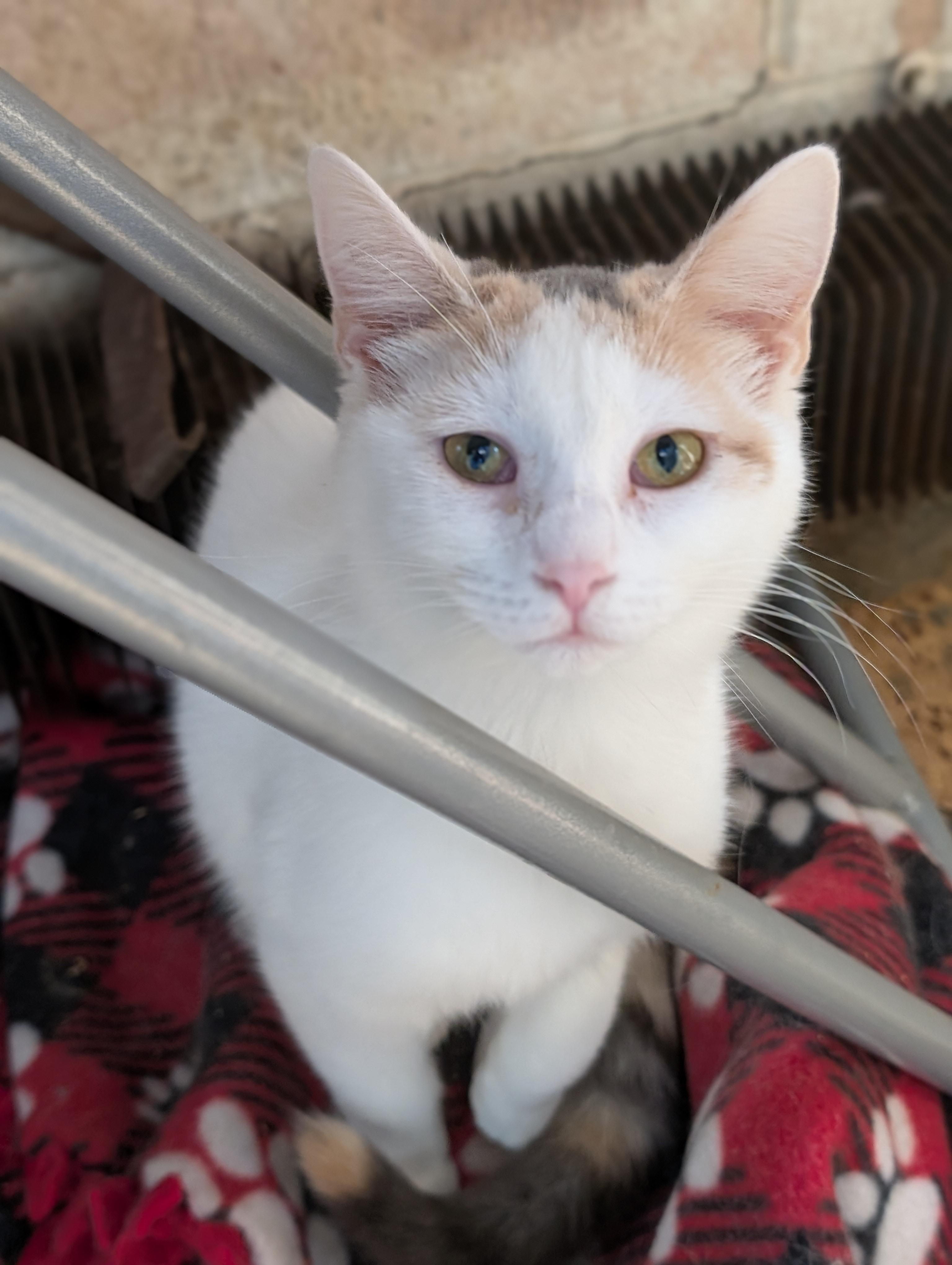 Amanda, Adoptable, Adult Female Domestic Short Hair.