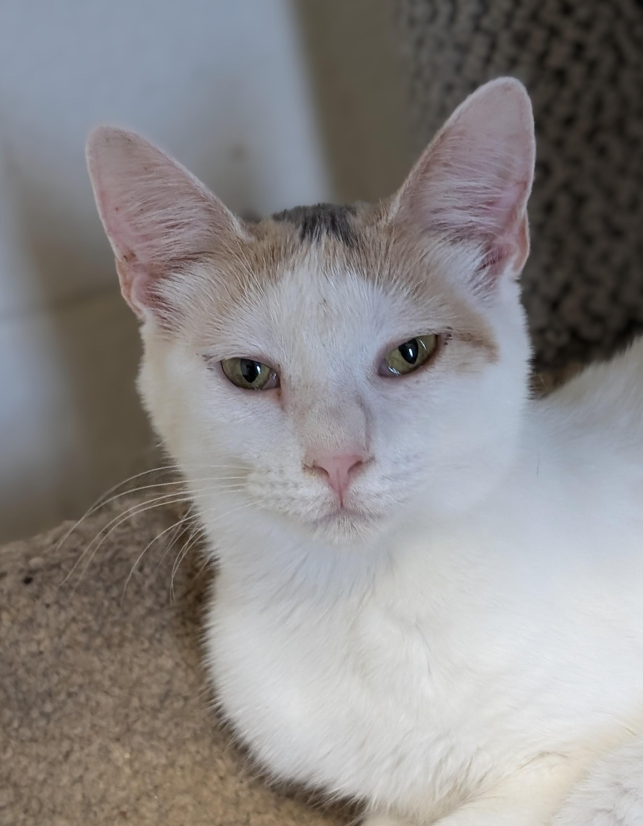 Enlarge Amanda, a Adoptable Domestic Short Hair in Tilton, IL image 3/5