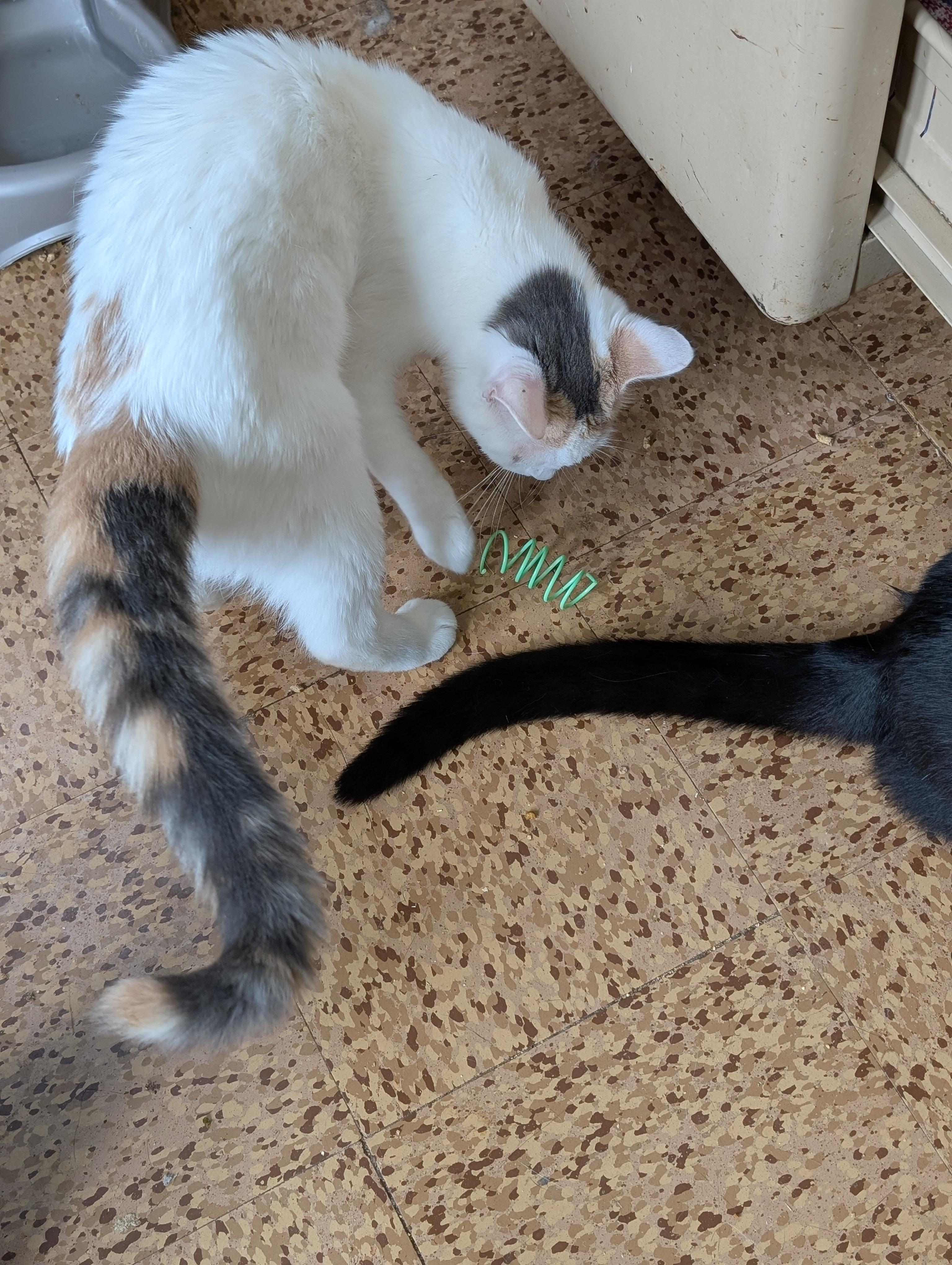 Enlarge Amanda, a Adoptable Domestic Short Hair in Tilton, IL image 4/5