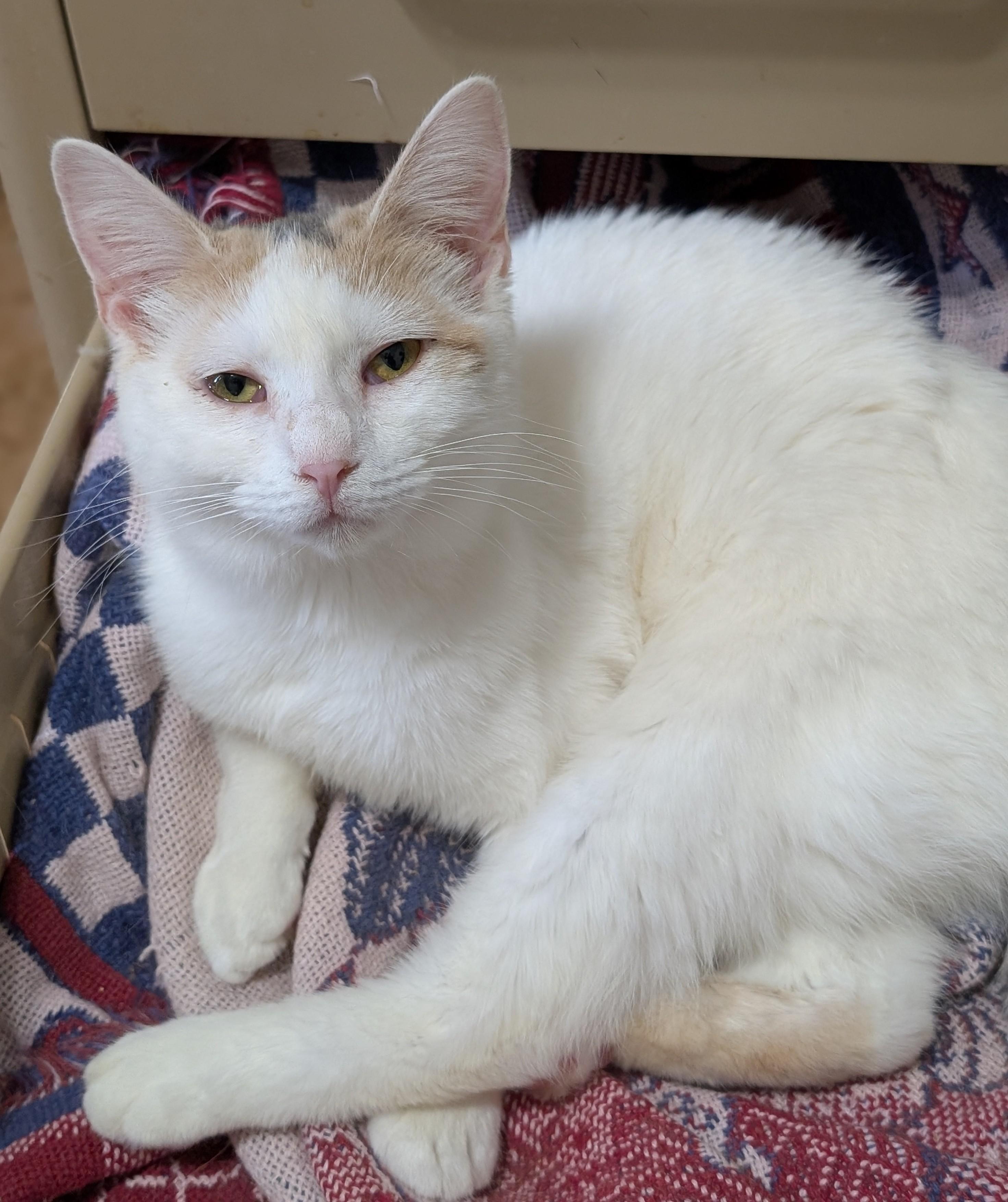 Enlarge Amanda, a Adoptable Domestic Short Hair in Tilton, IL image 5/5