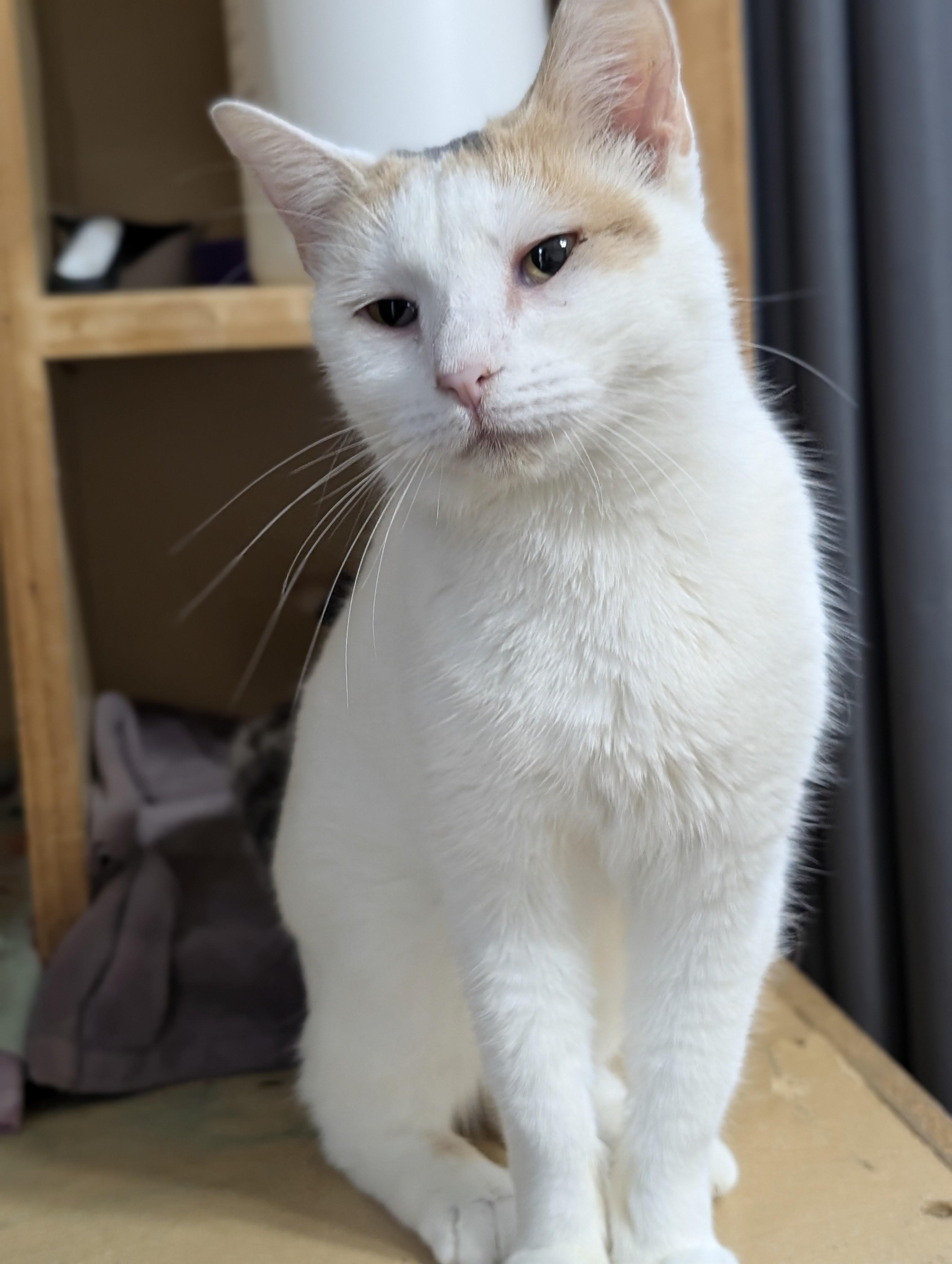 Amanda, Adoptable, Young Female Domestic Short Hair.